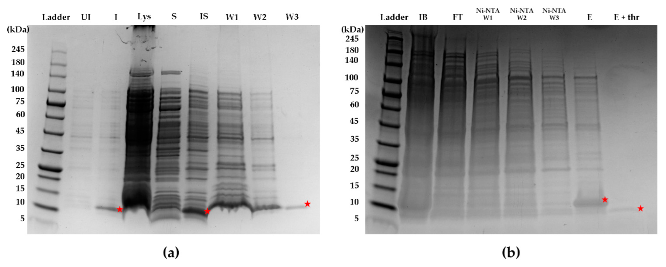 Biomedicines 10 01679 g001