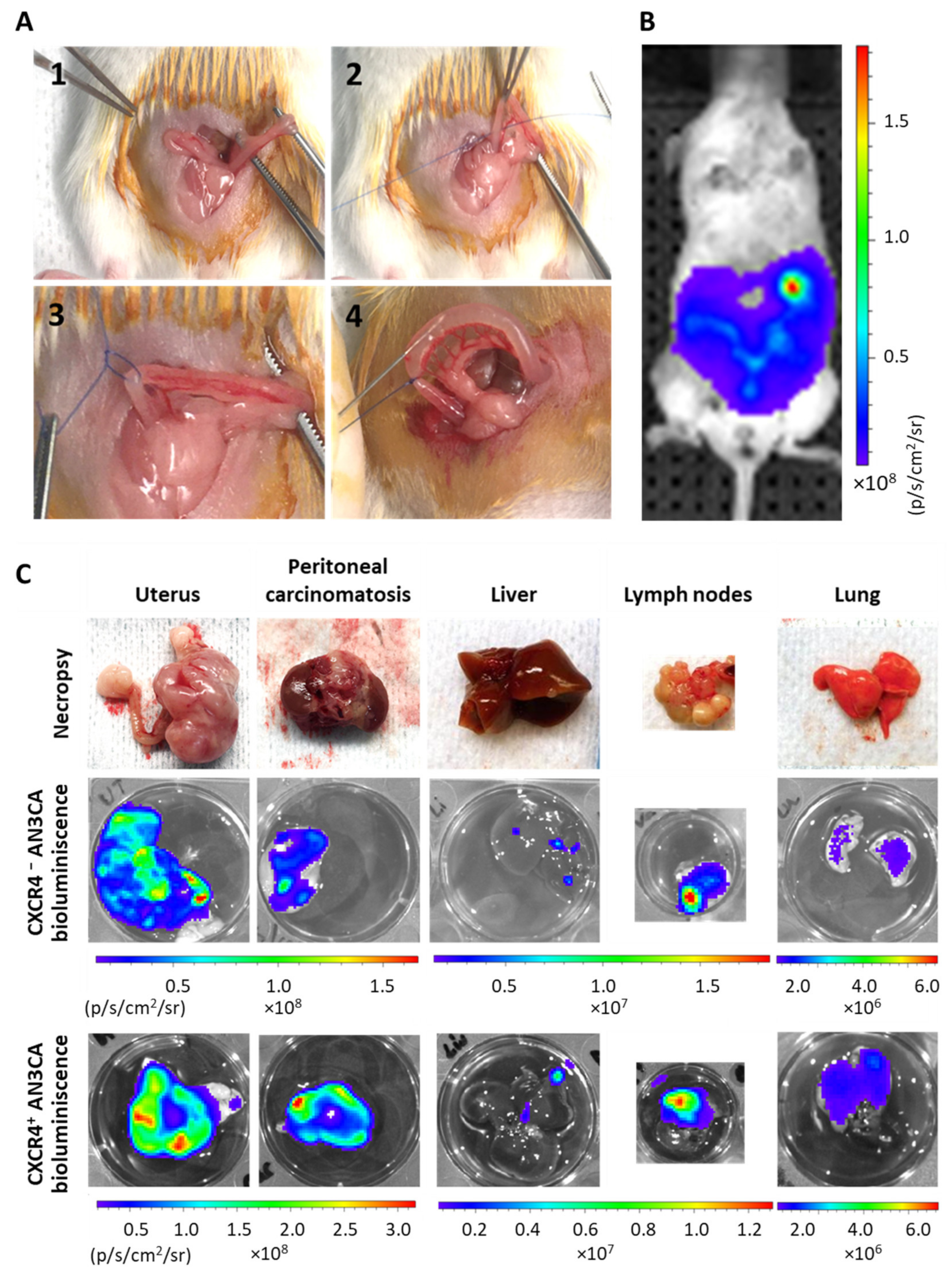 Biomedicines 10 01680 g002