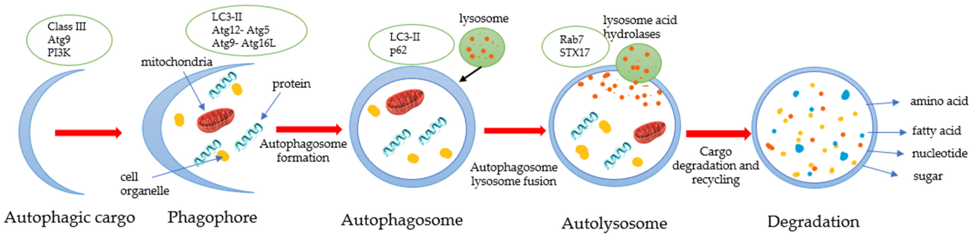 Biomedicines 10 01686 g004