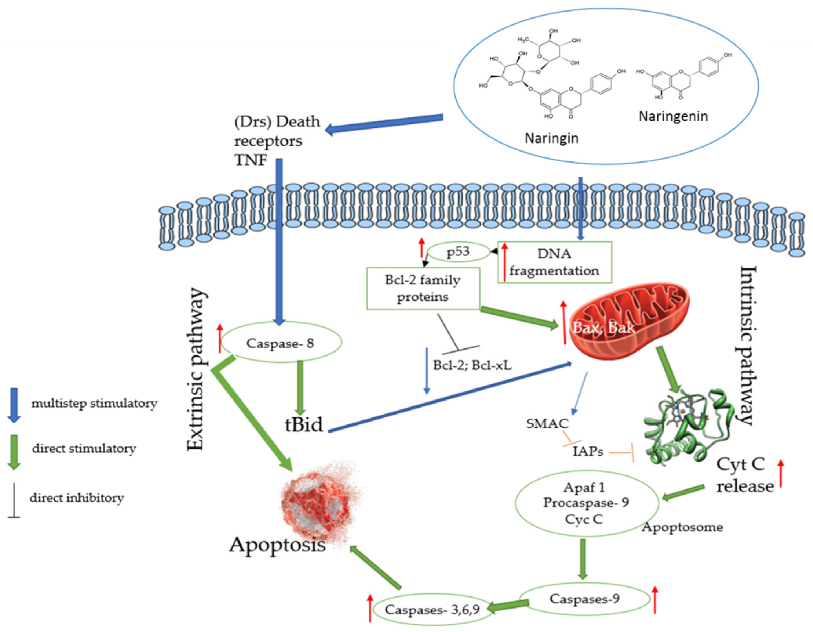 Biomedicines 10 01686 g005