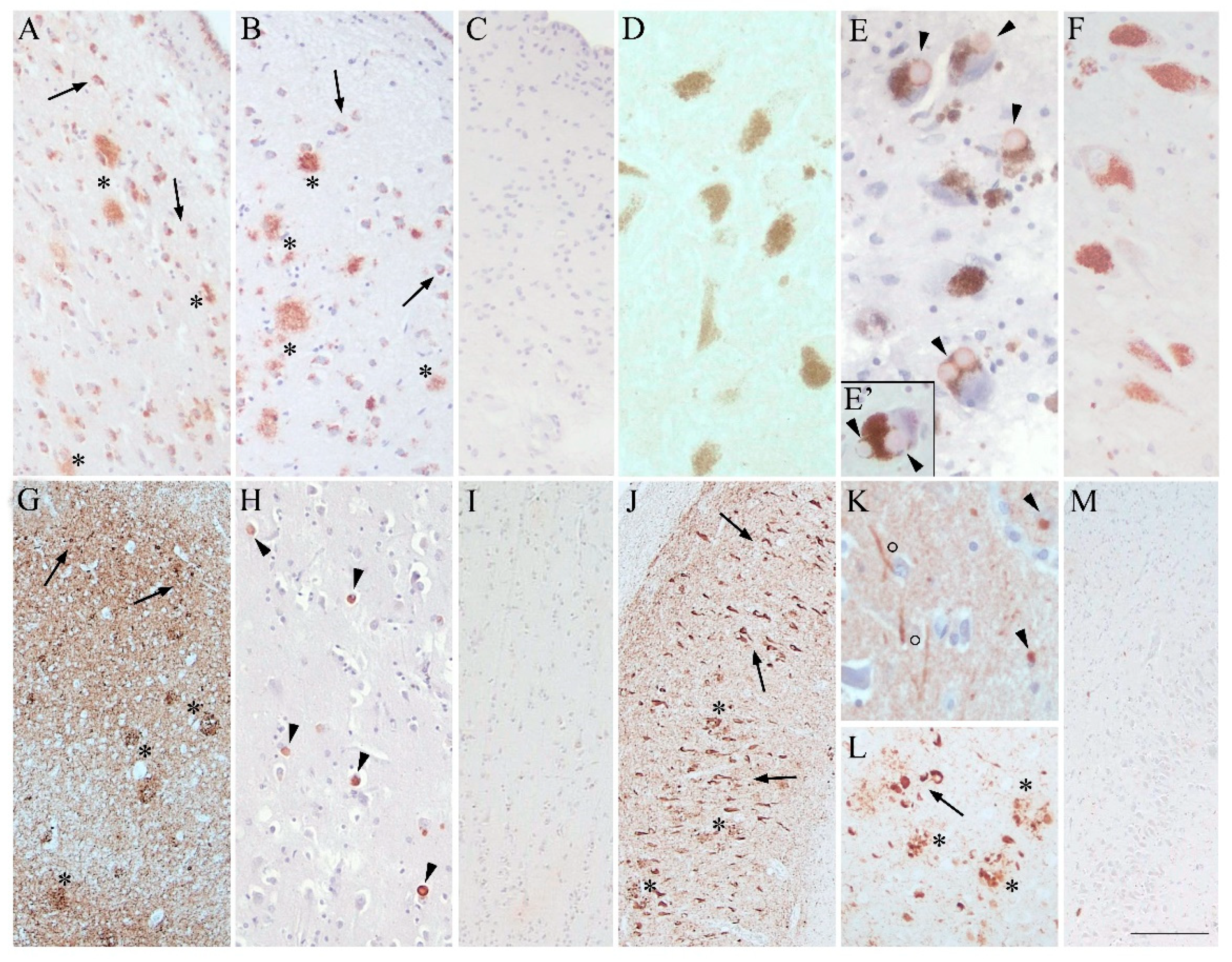 Biomedicines 10 01687 g001