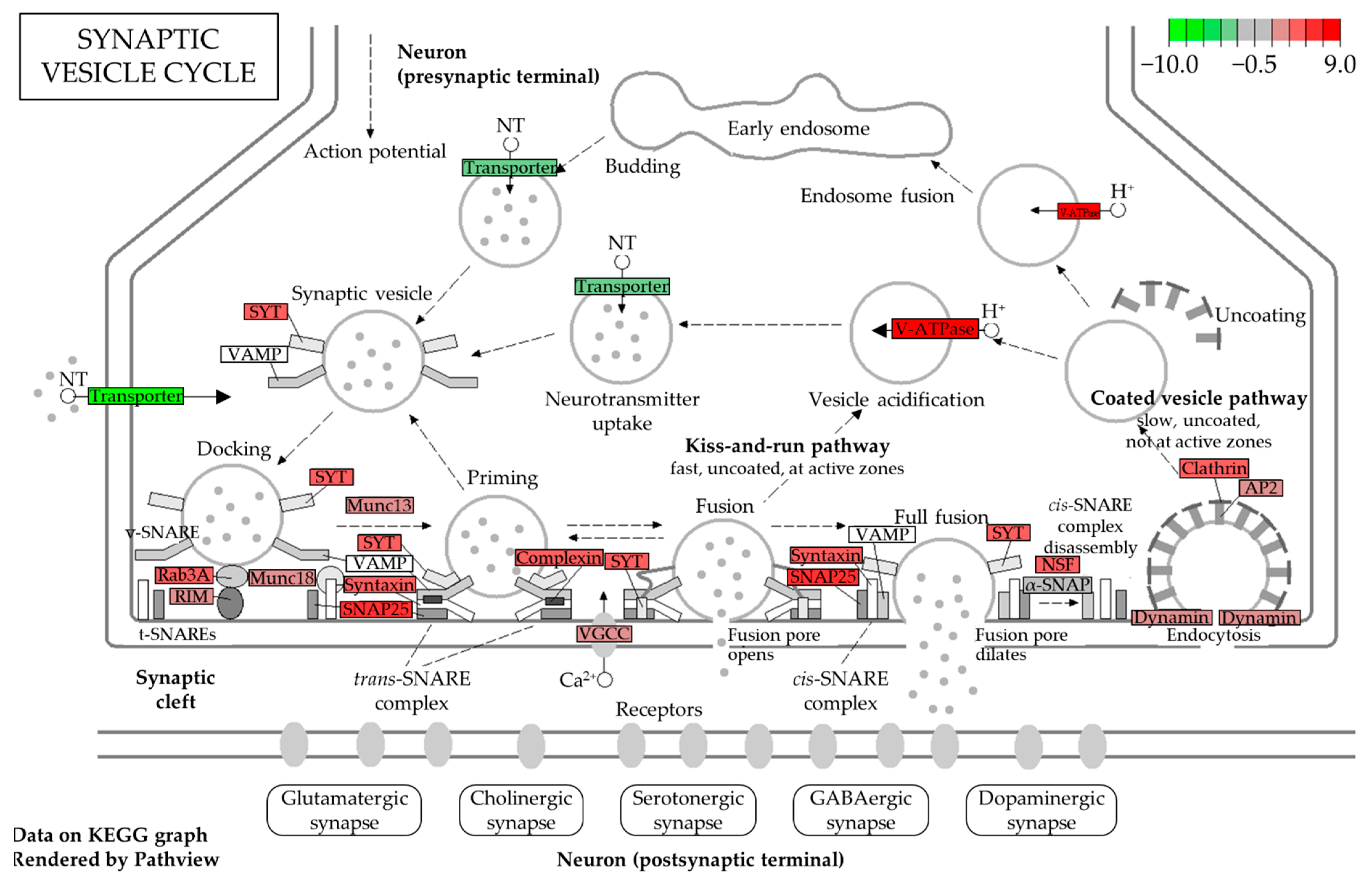 Biomedicines 10 01687 g004