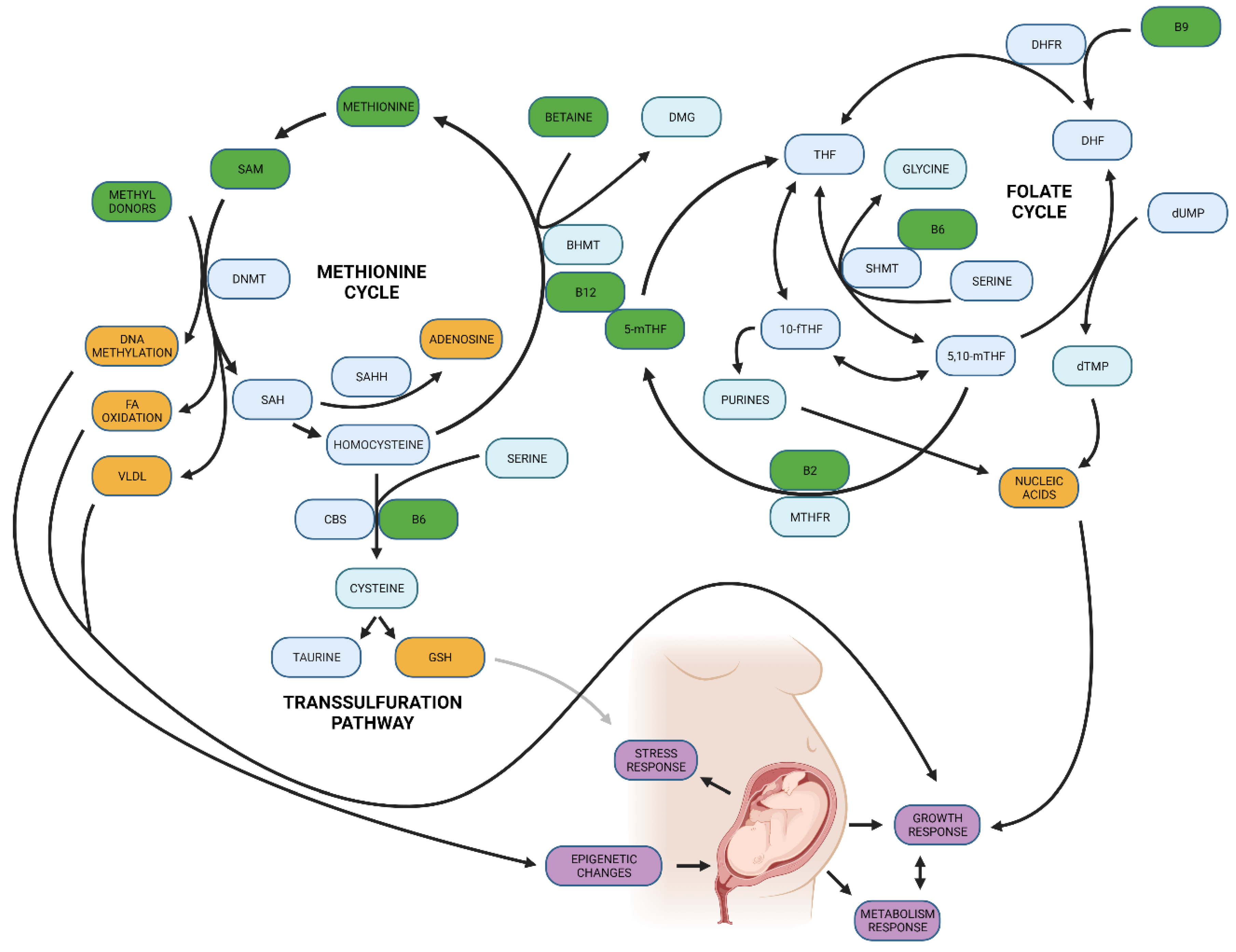 Biomedicines 10 01689 g005 Biomedicines 10 01689 g005