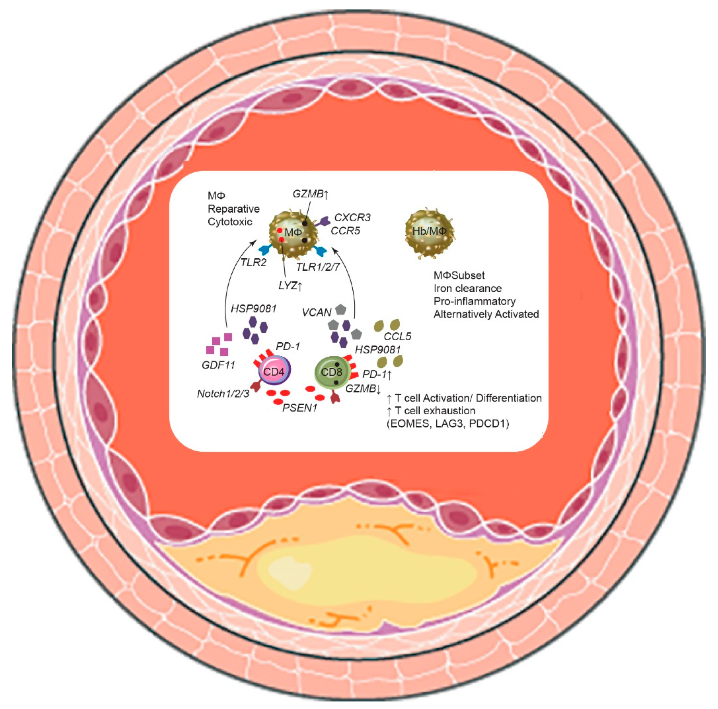 Biomedicines 10 01693 g002 550