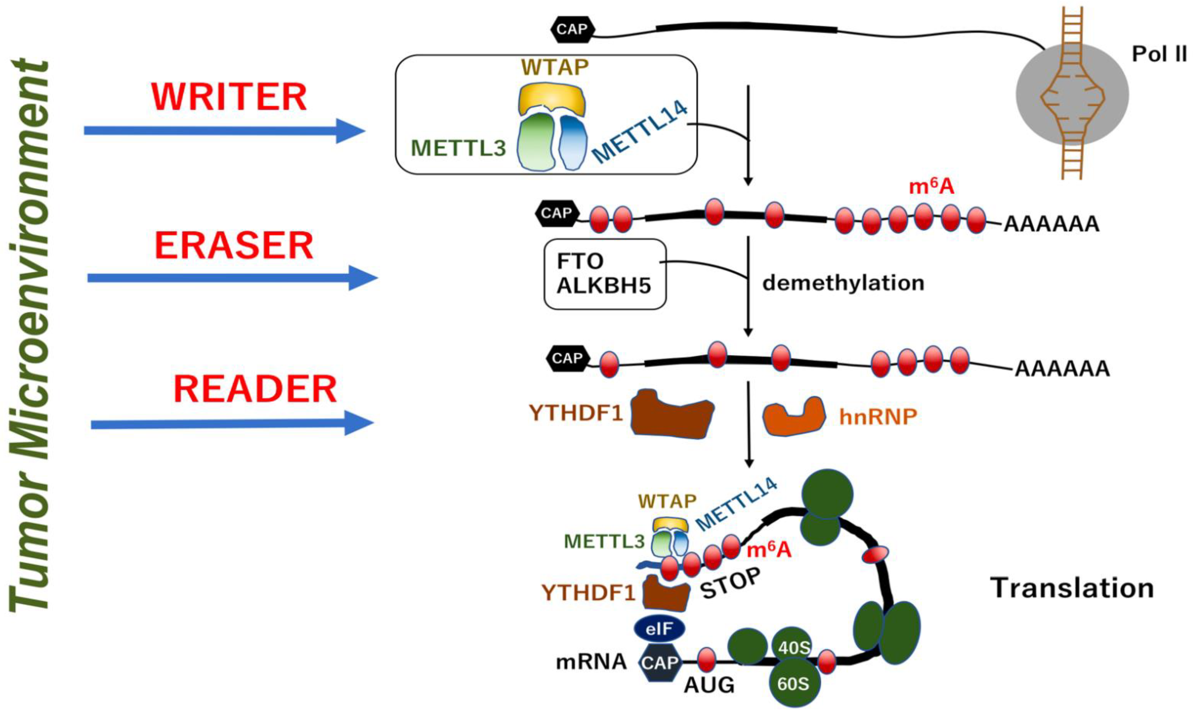 Biomedicines 10 01695 g002 550