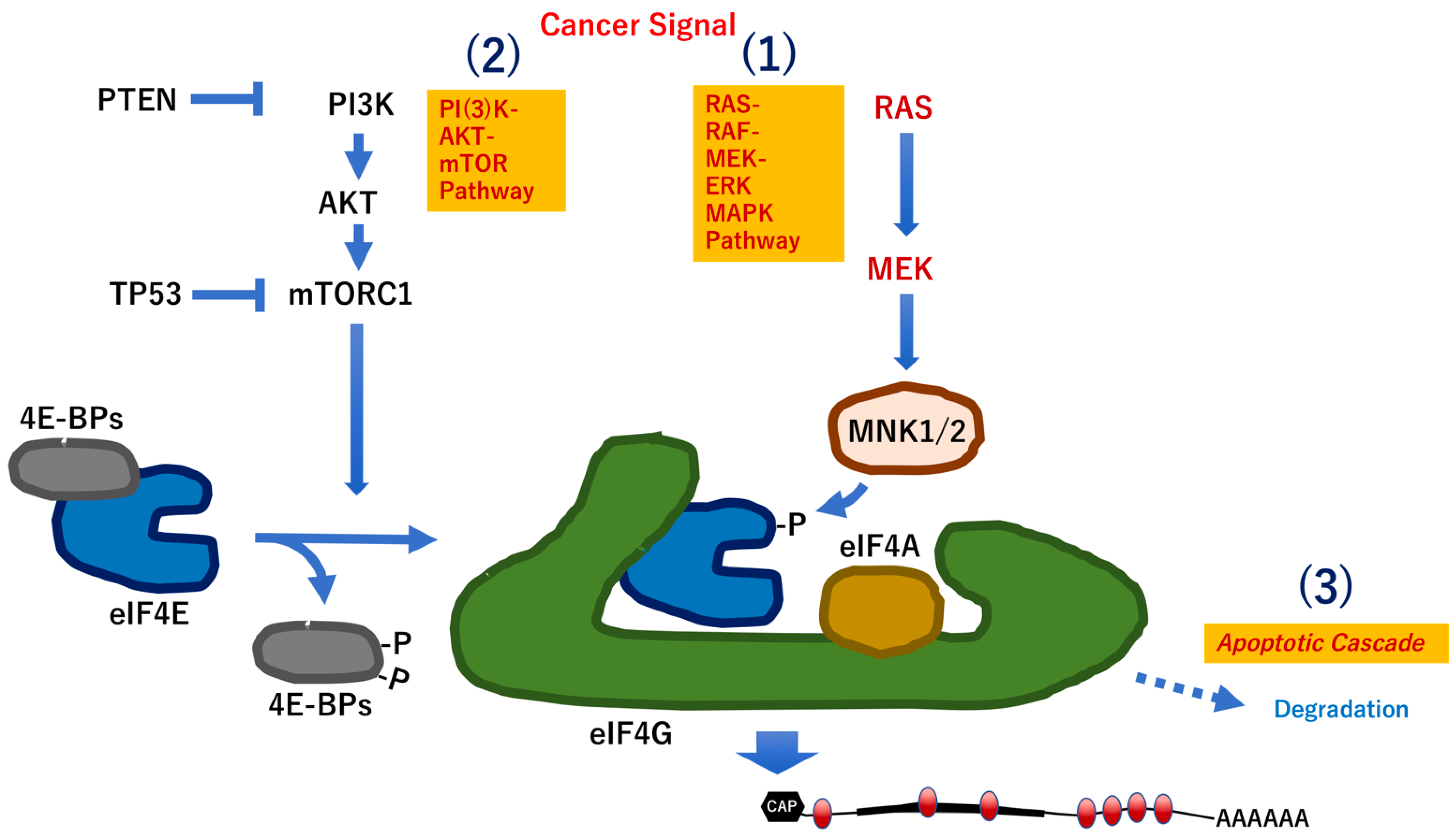 Biomedicines 10 01695 g003 550