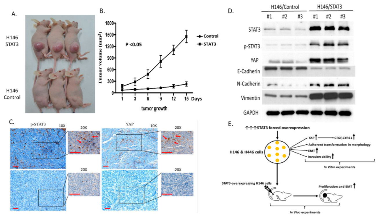Biomedicines 10 01704 g005