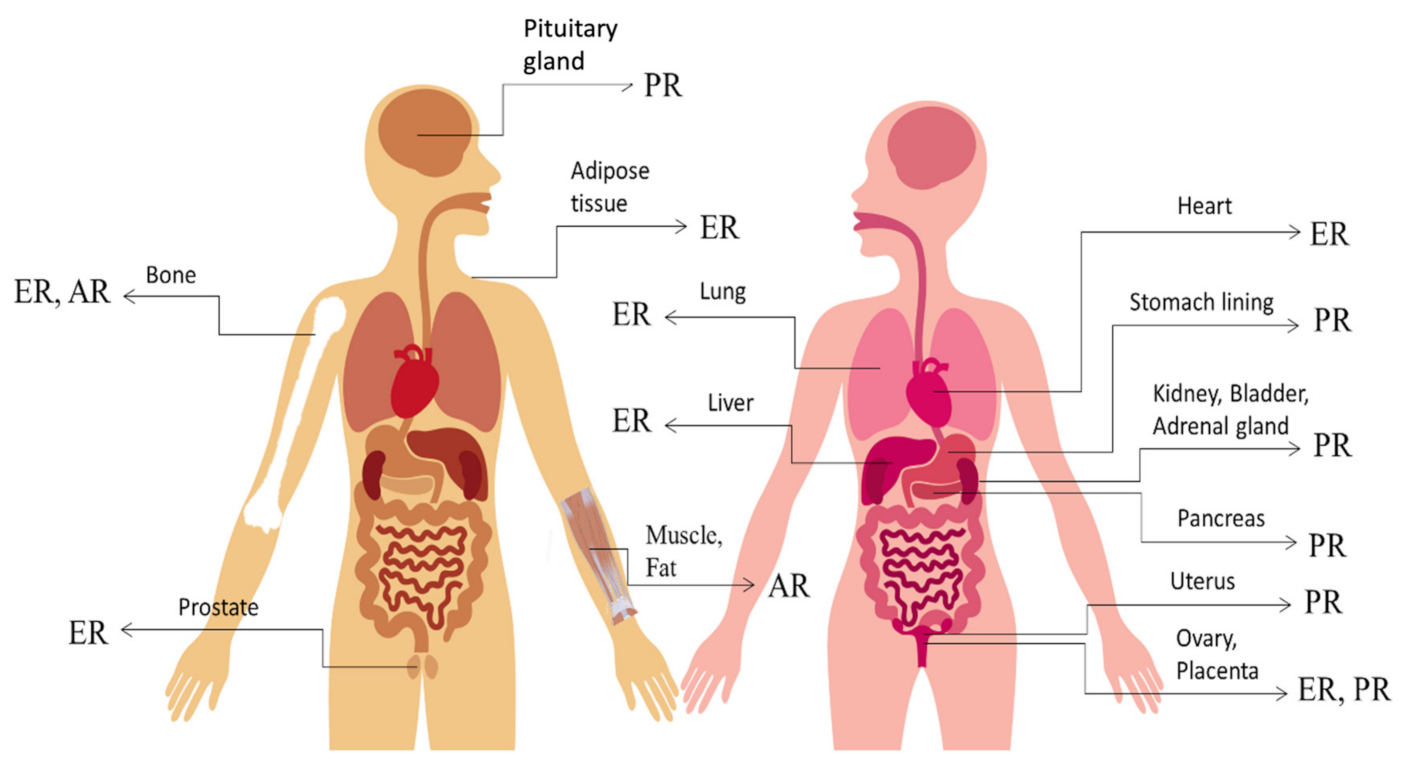 Biomedicines Free Full-Text Sex Steroid Receptors in Polycystic Ovary Syndrome and Endometriosis Insights from Laboratory Studies to Clinical Trials image