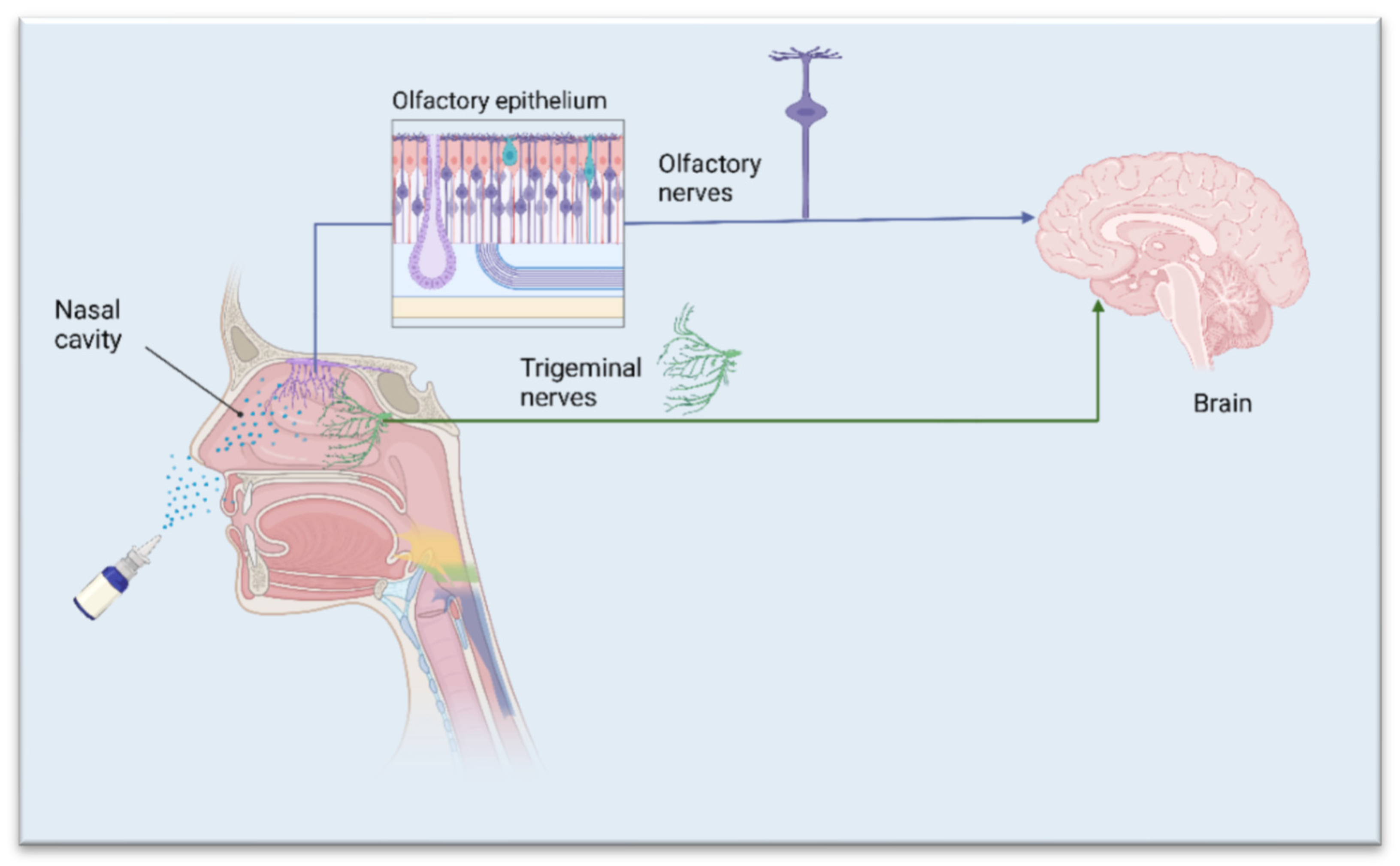 Biomedicines 10 01706 g001 Biomedicines 10 01706 g001