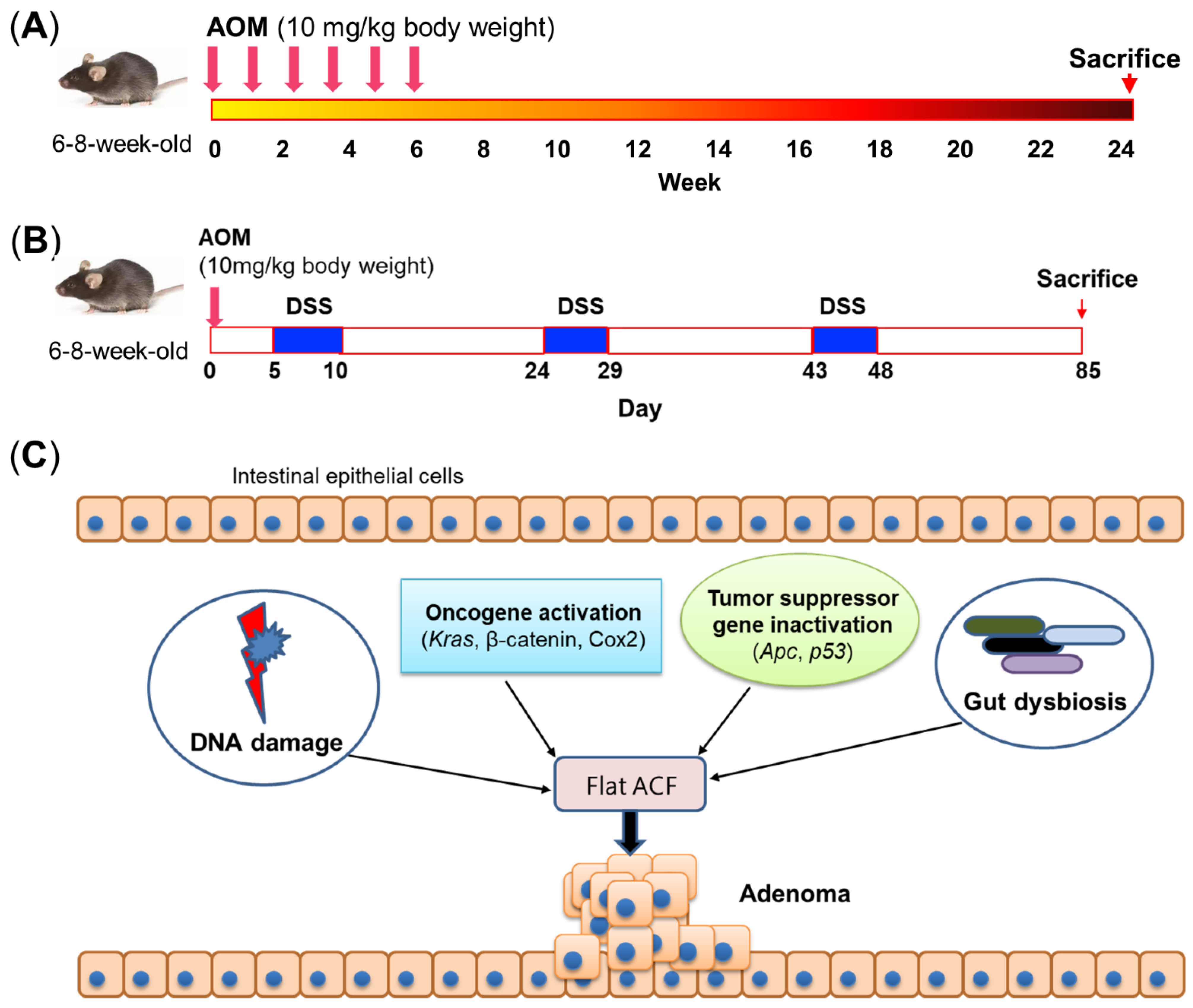 Biomedicines Free FullText Mouse Models for Application in