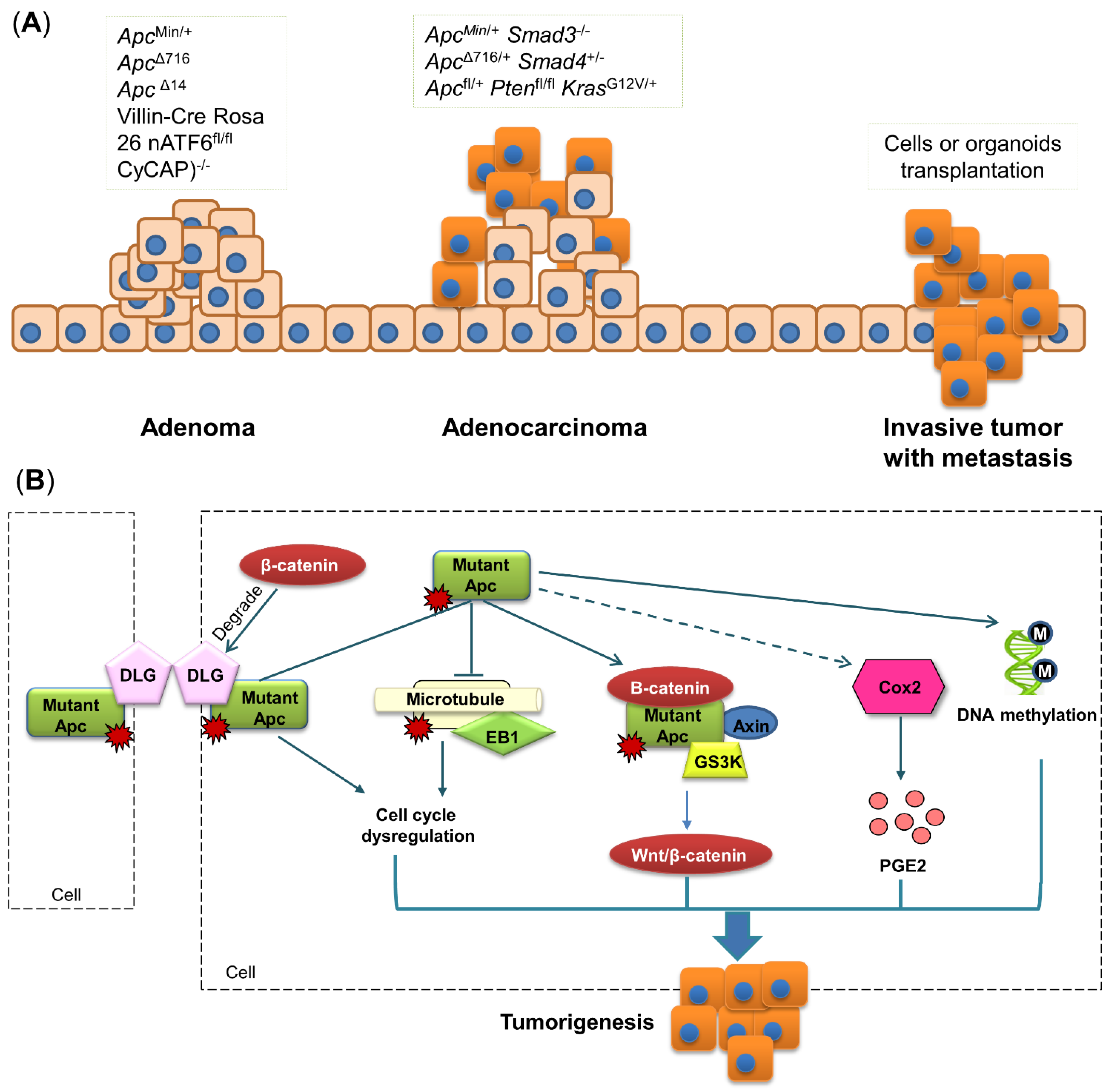 Biomedicines Free FullText Mouse Models for Application in