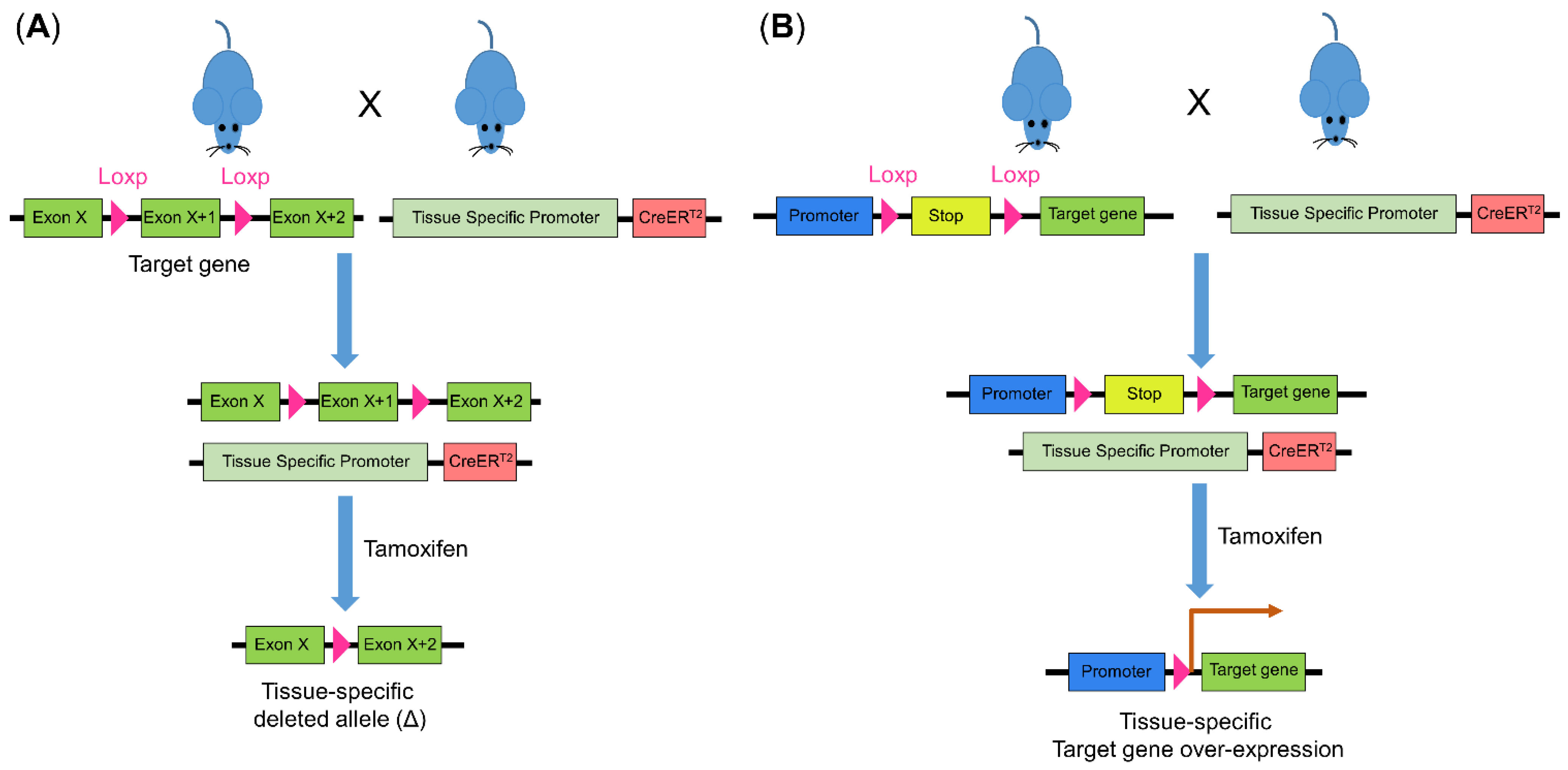 Biomedicines 10 01710 g004