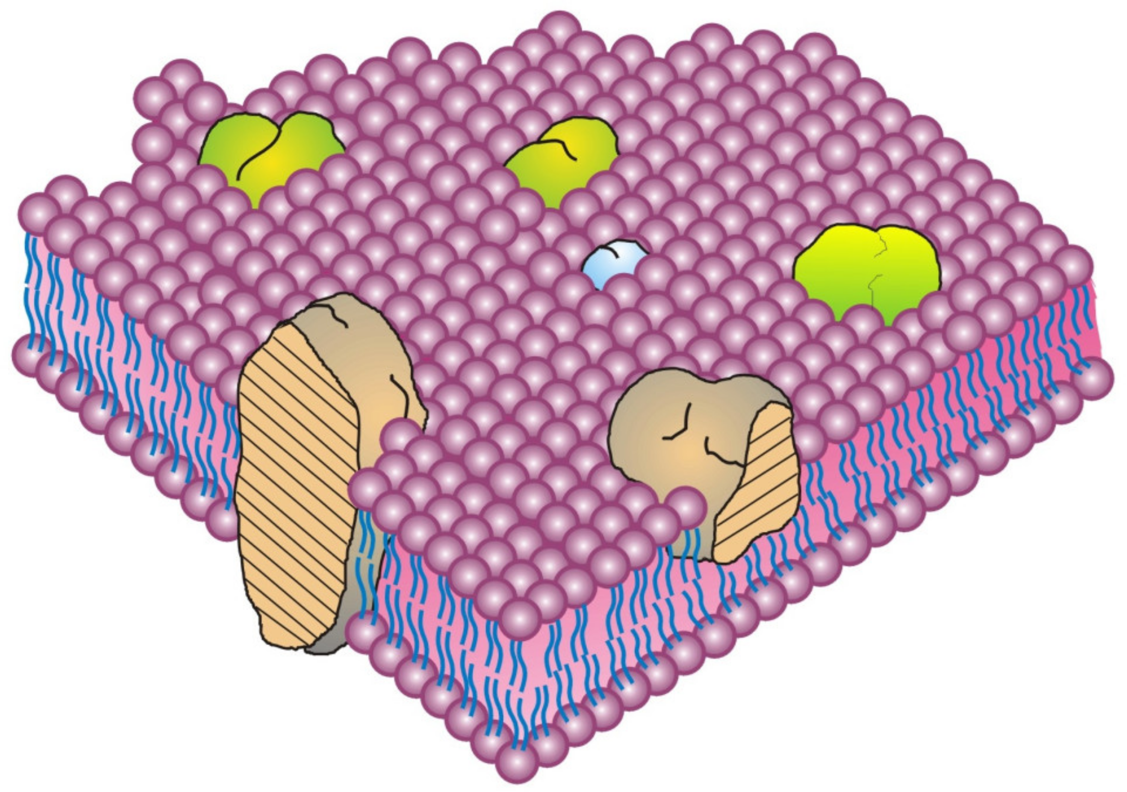 Biomedicines 10 01711 g001