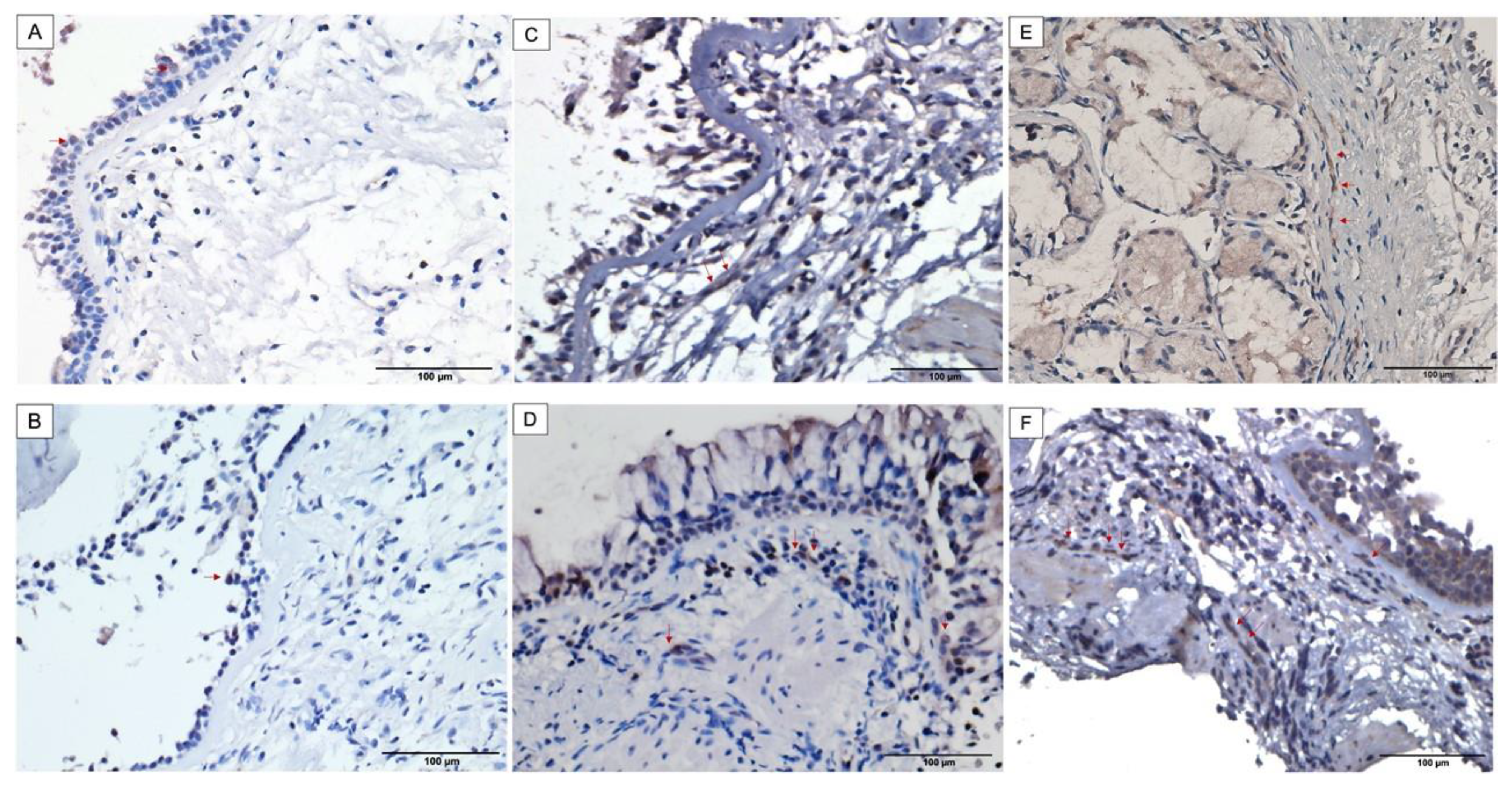 Biomedicines 10 01716 g002