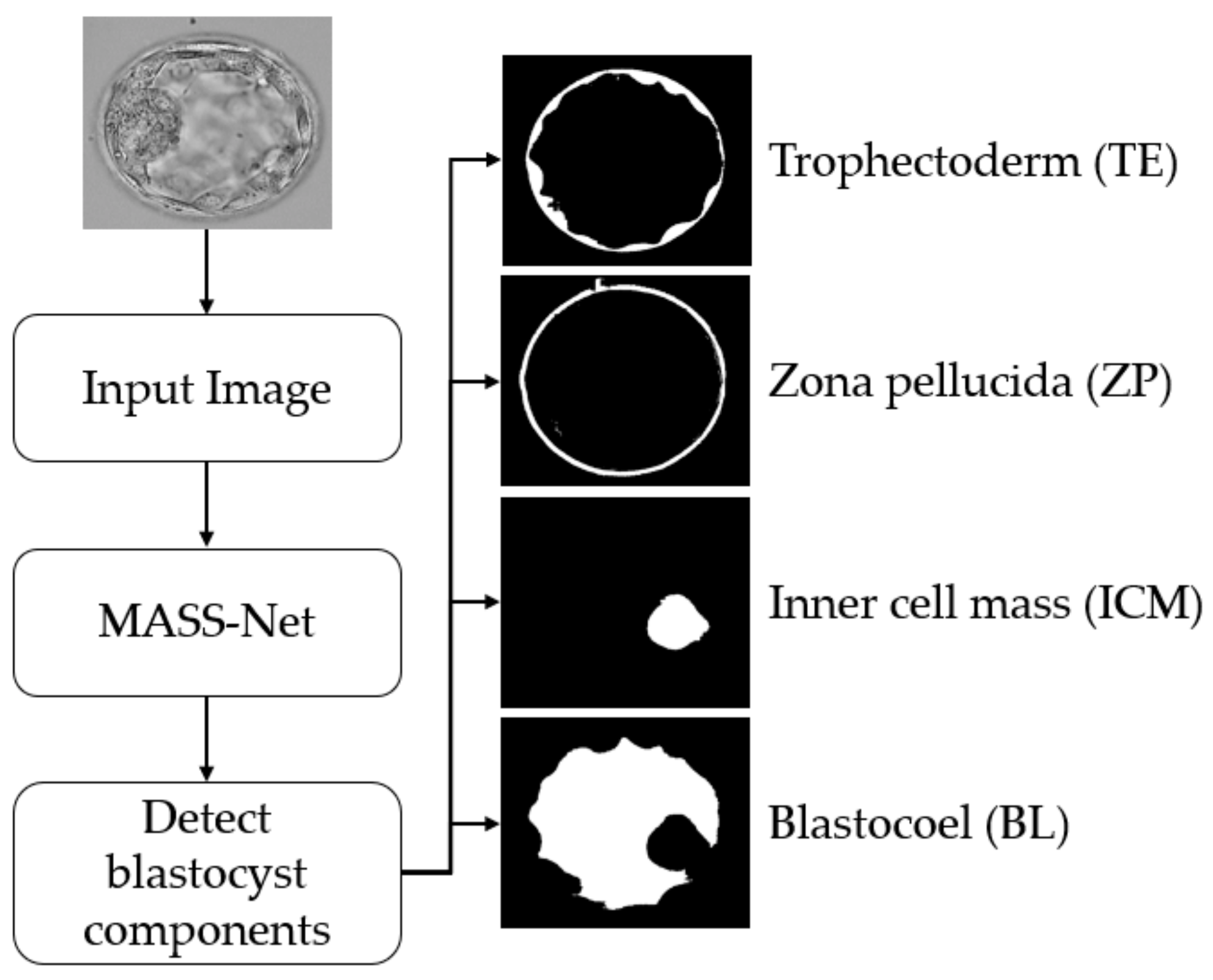 Biomedicines 10 01717 g002 550