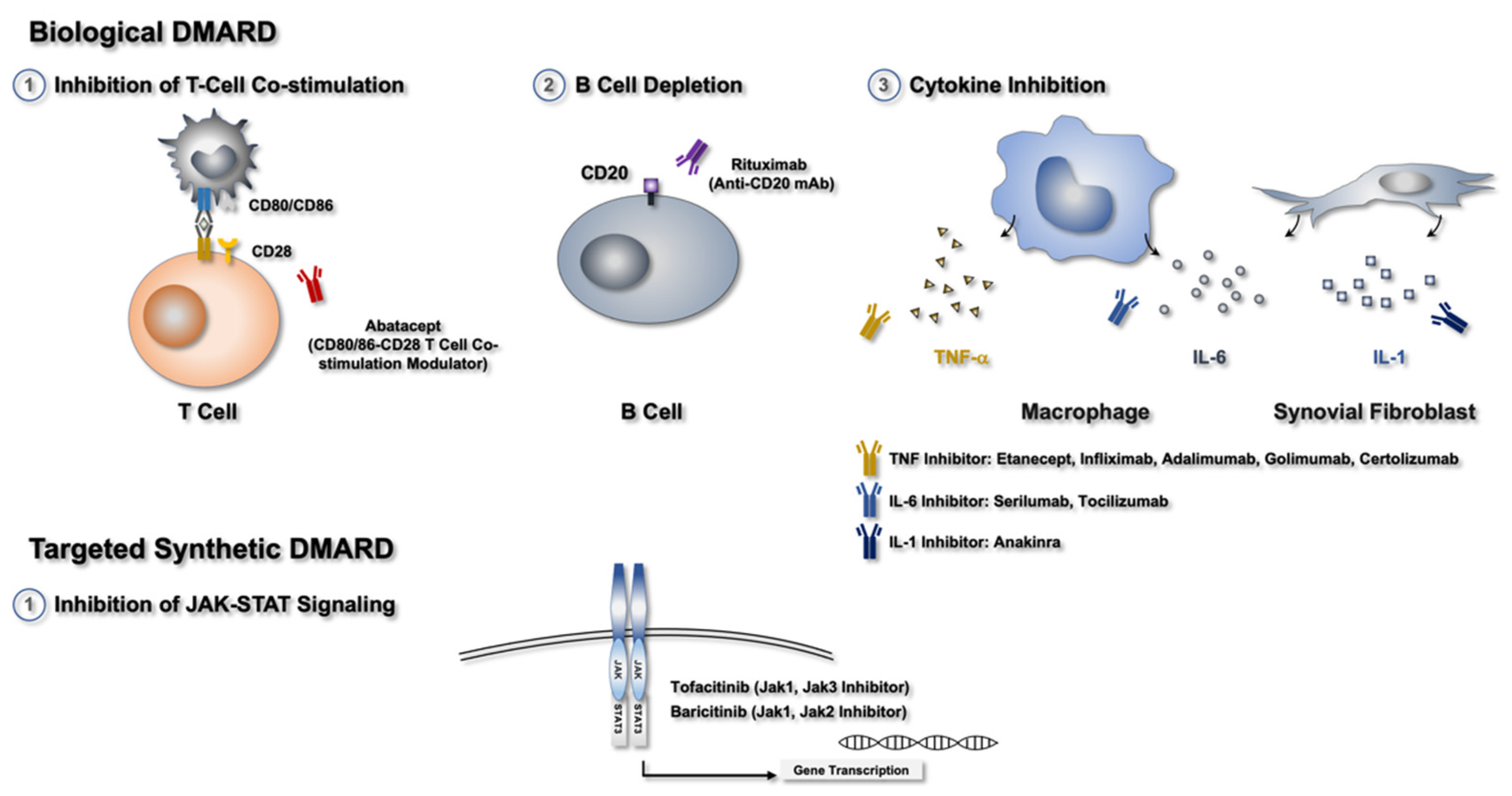 Biomedicines 10 01725 g001