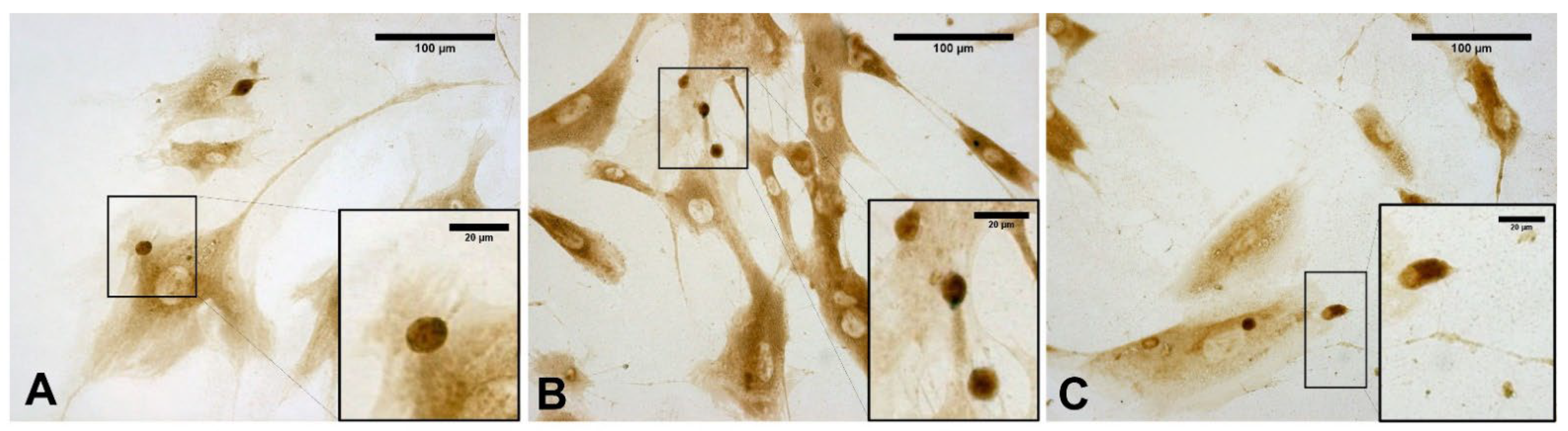 Biomedicines 10 01732 g008 550