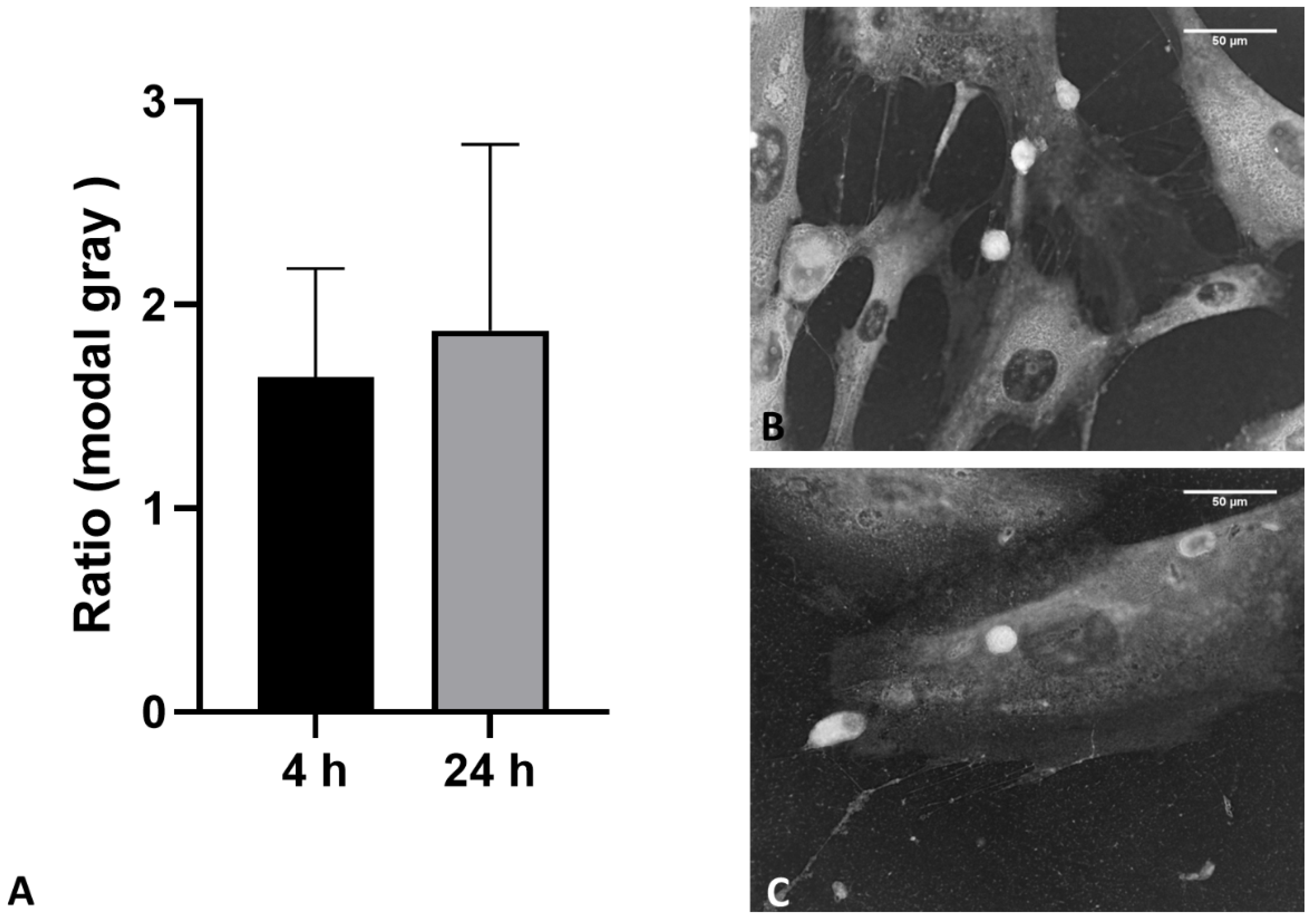 Biomedicines 10 01732 g010 550