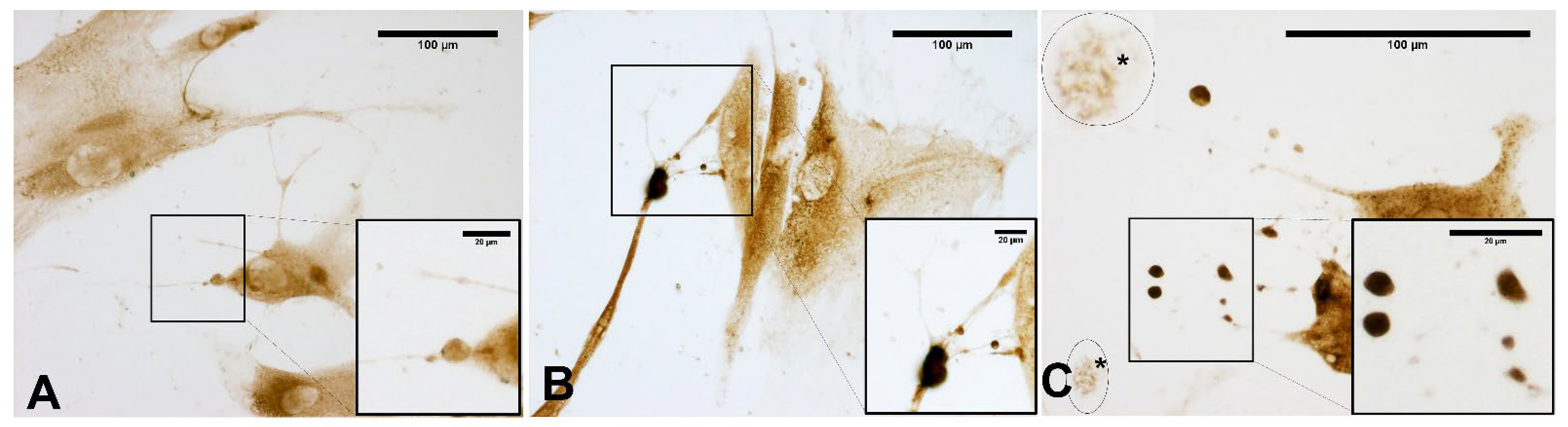 Biomedicines 10 01732 g012 550