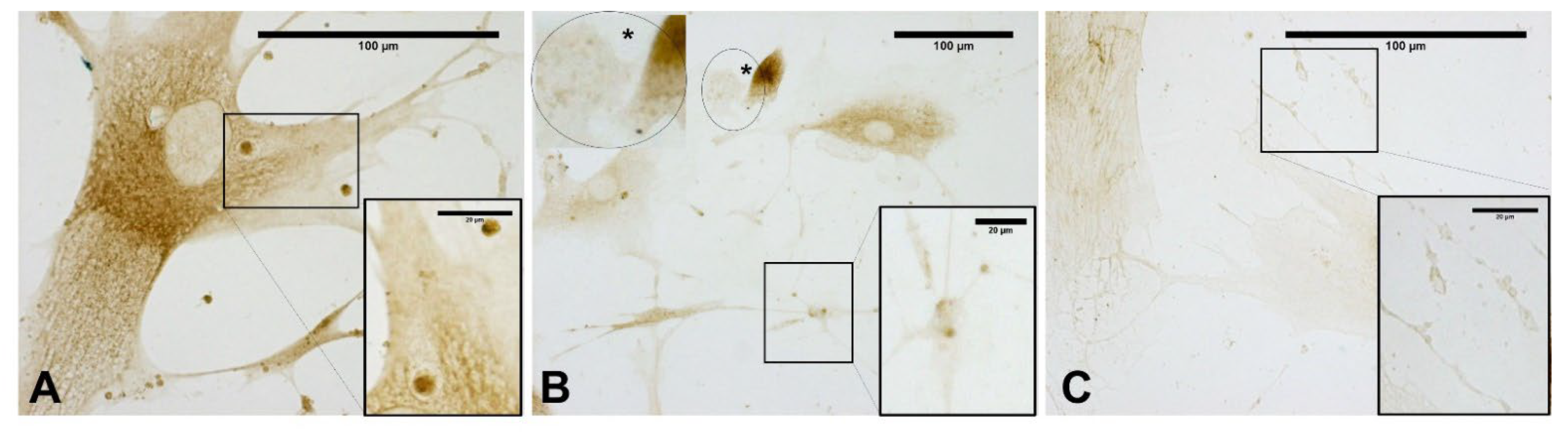 Biomedicines 10 01732 g014 550