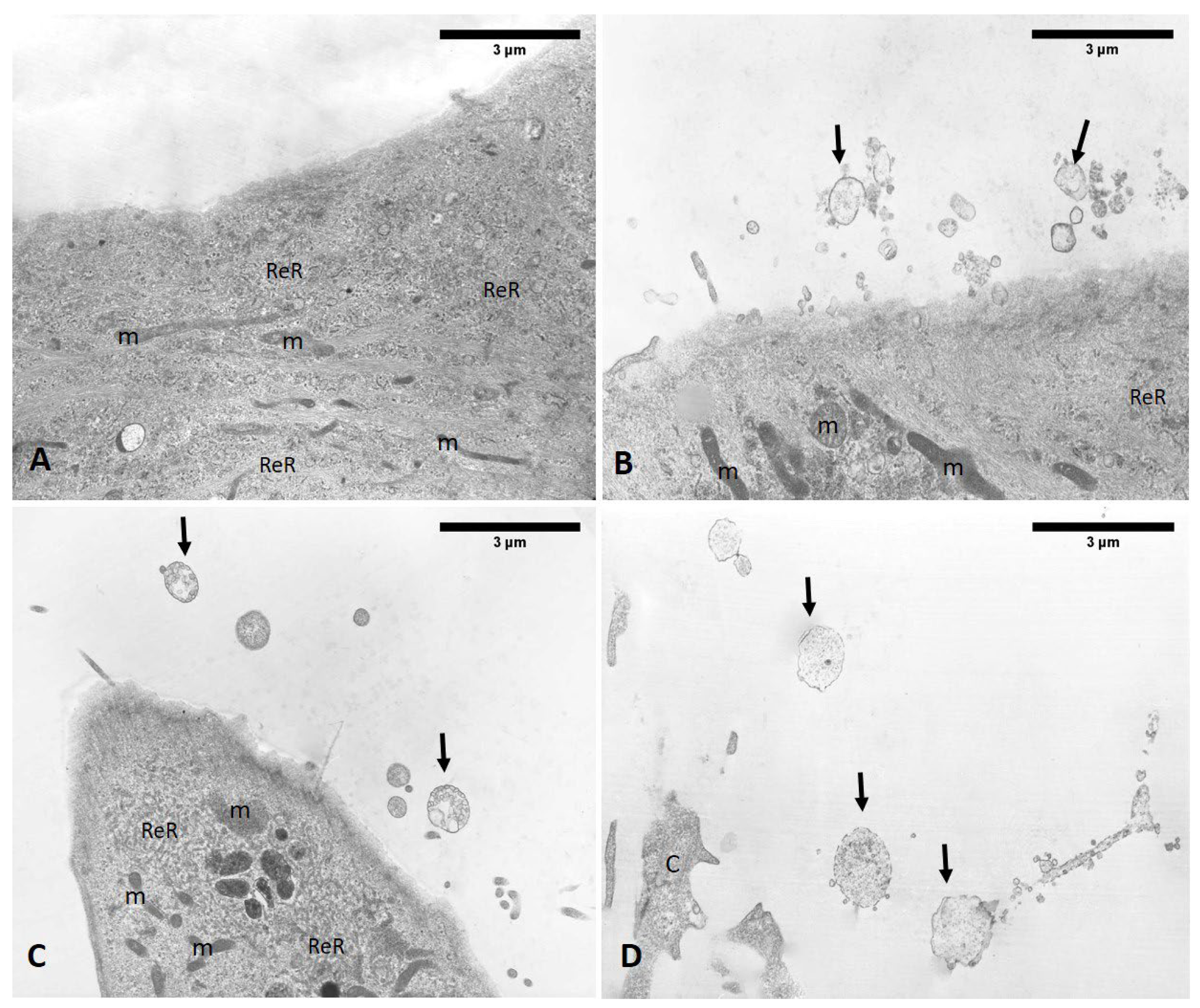 Biomedicines 10 01732 g016 550