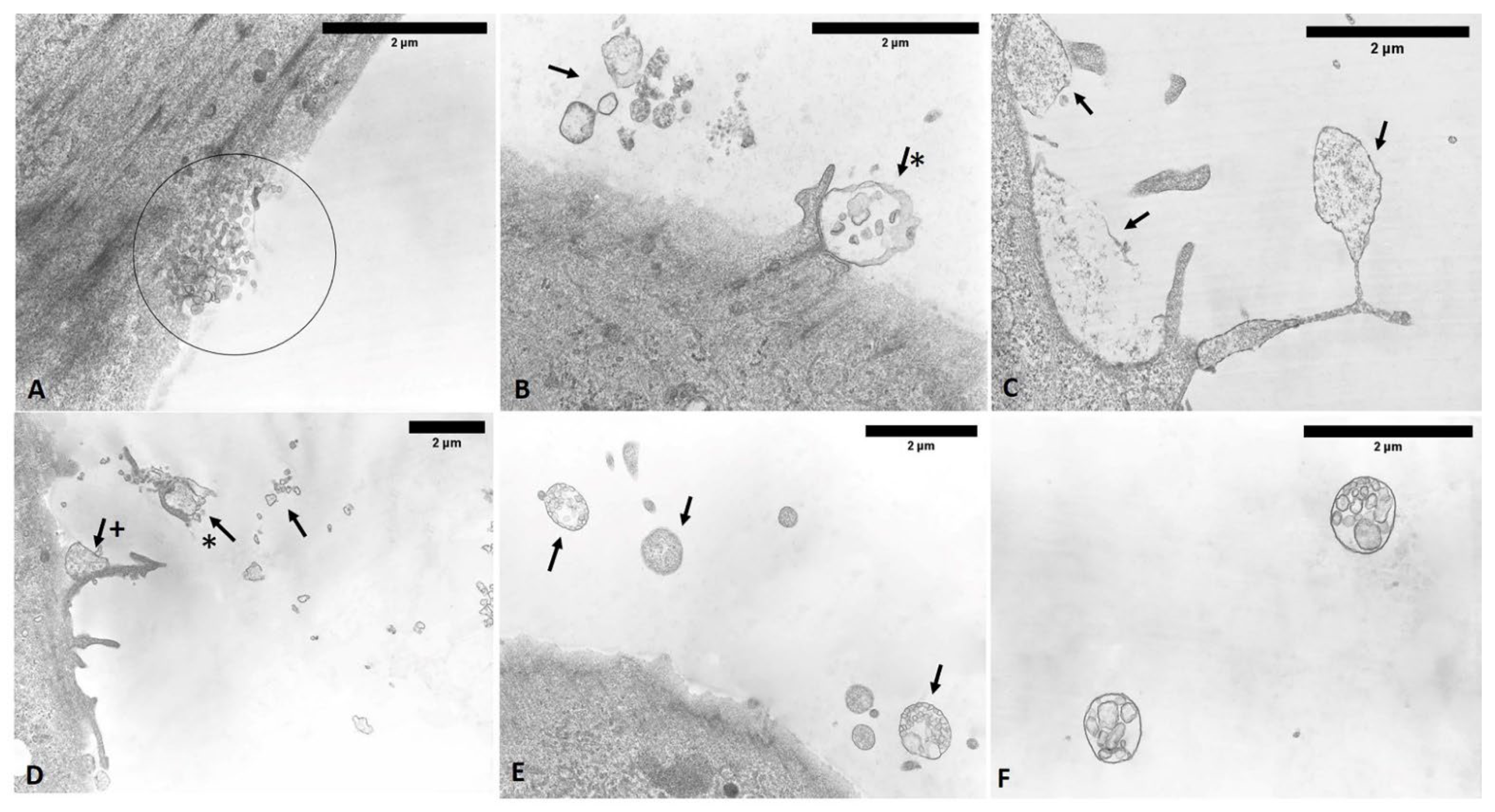 Biomedicines 10 01732 g018 550