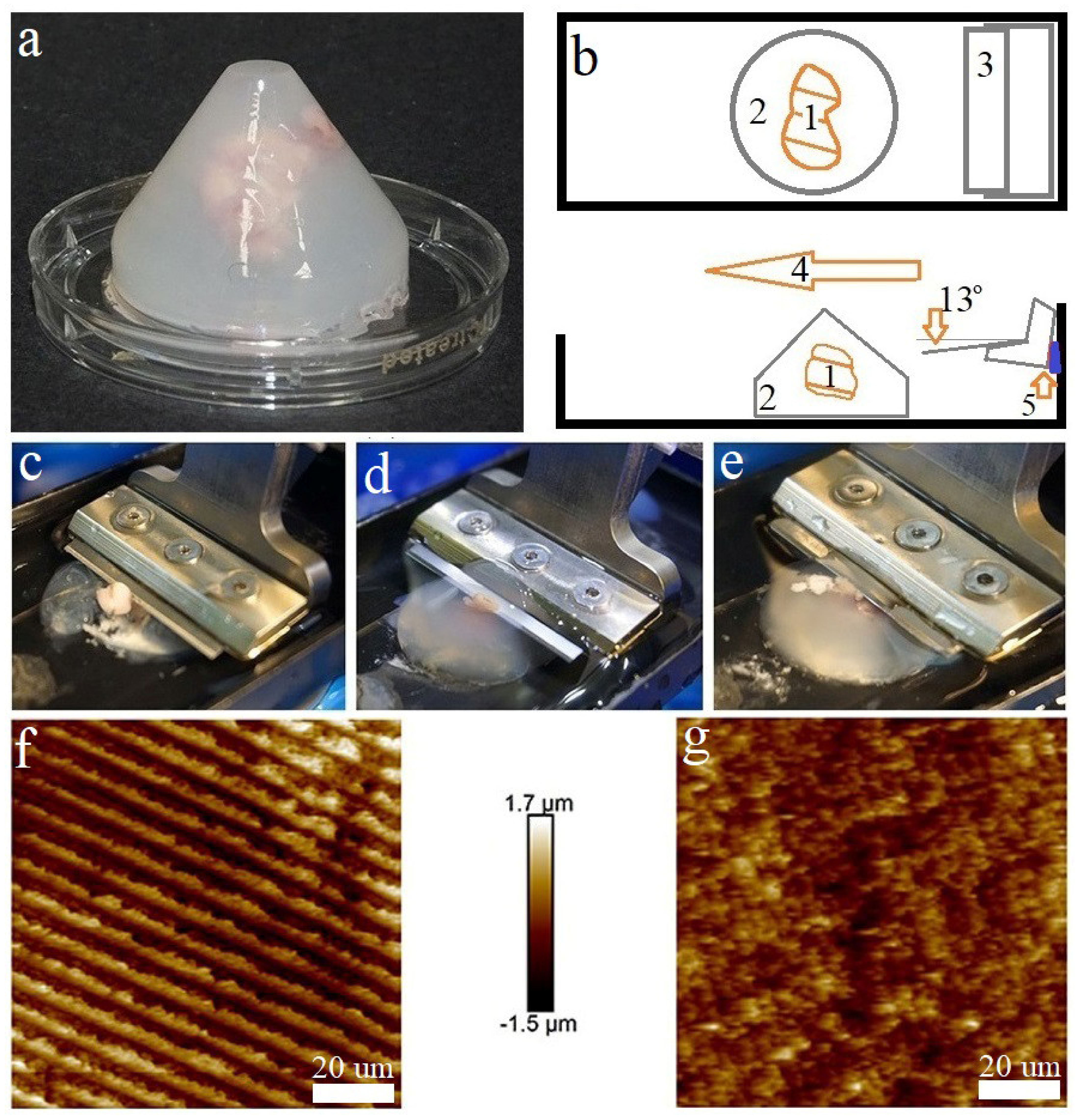Biomedicines 10 01742 g002 Biomedicines 10 01742 g002