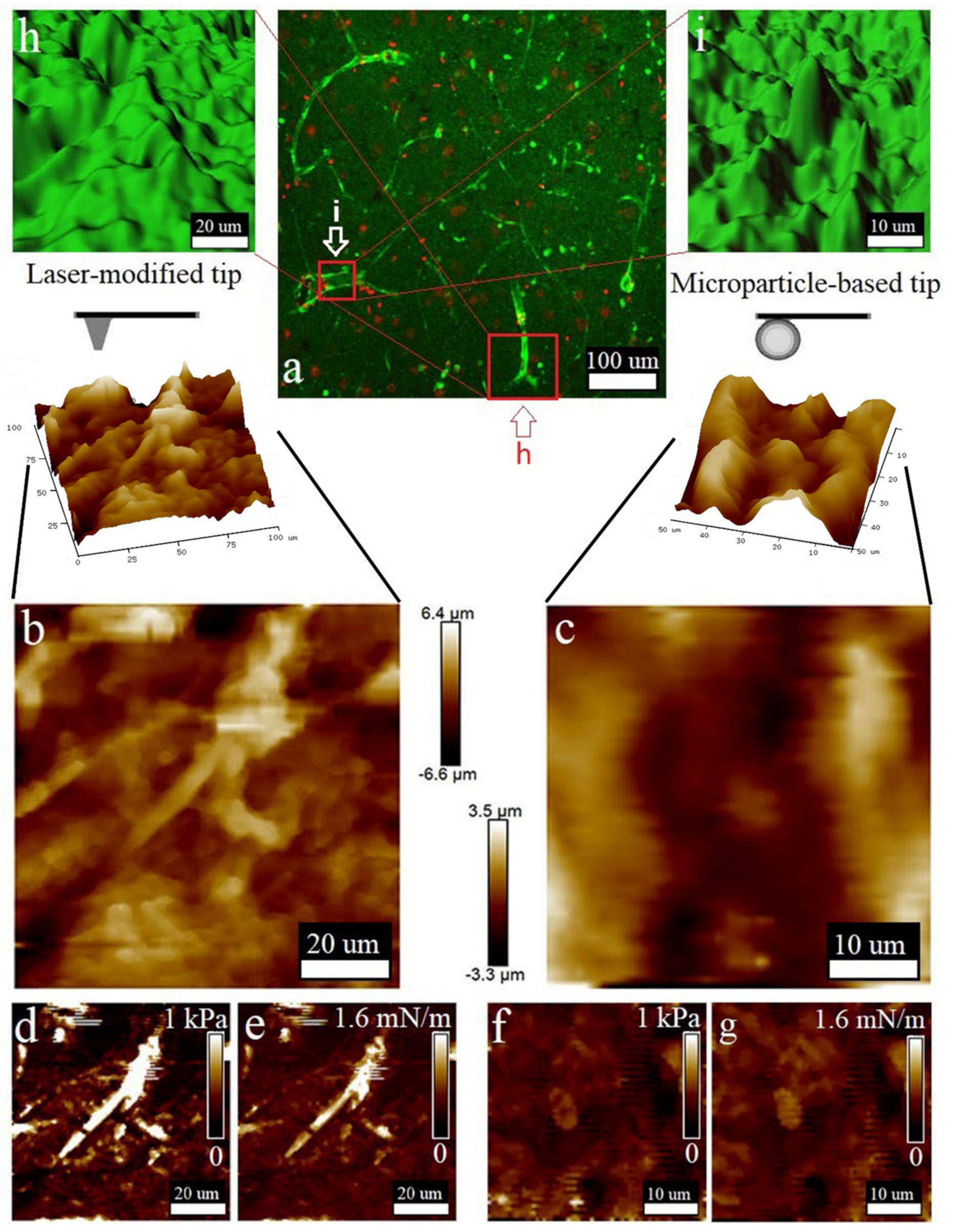 Biomedicines 10 01742 g004 Biomedicines 10 01742 g004