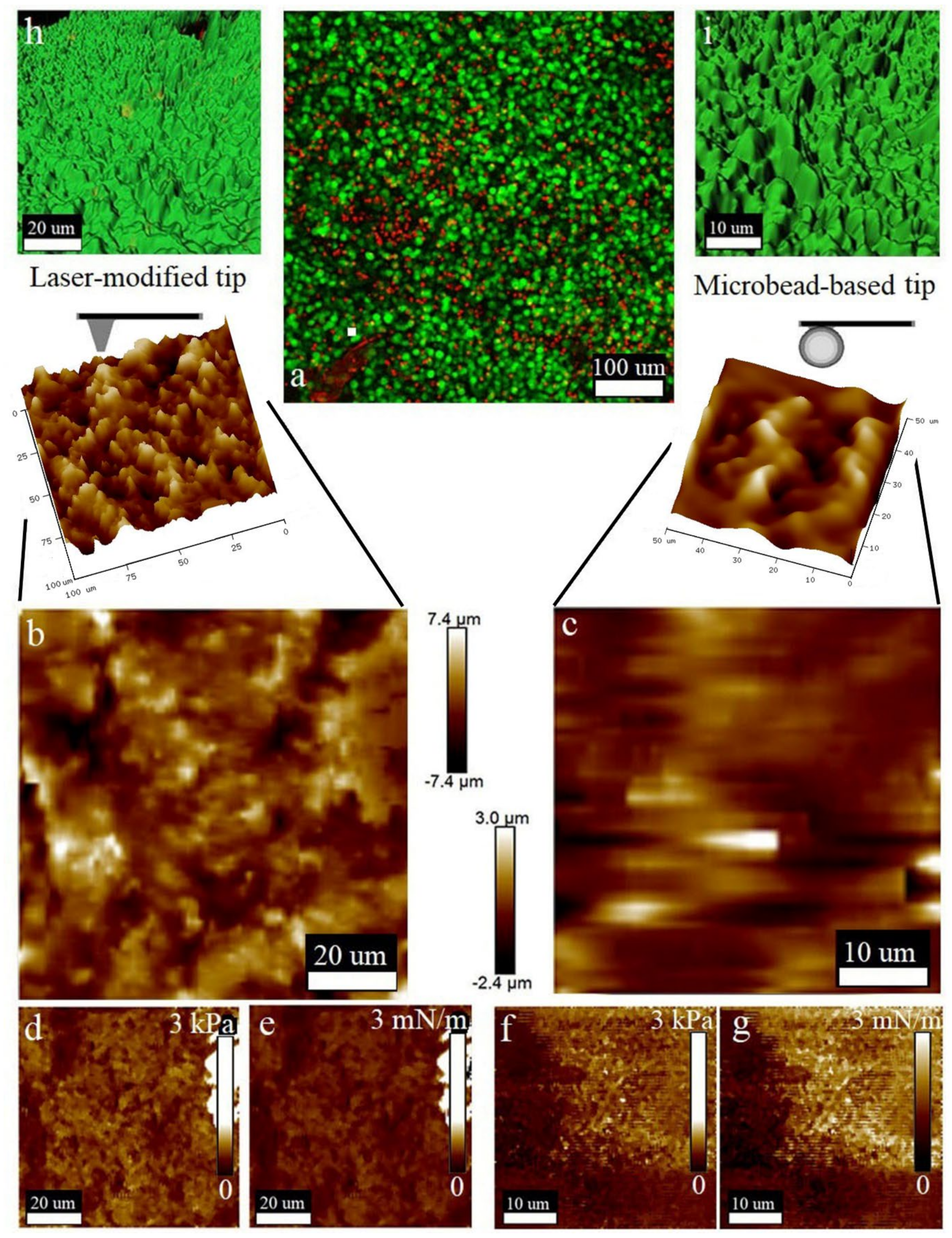 Biomedicines 10 01742 g005 Biomedicines 10 01742 g005
