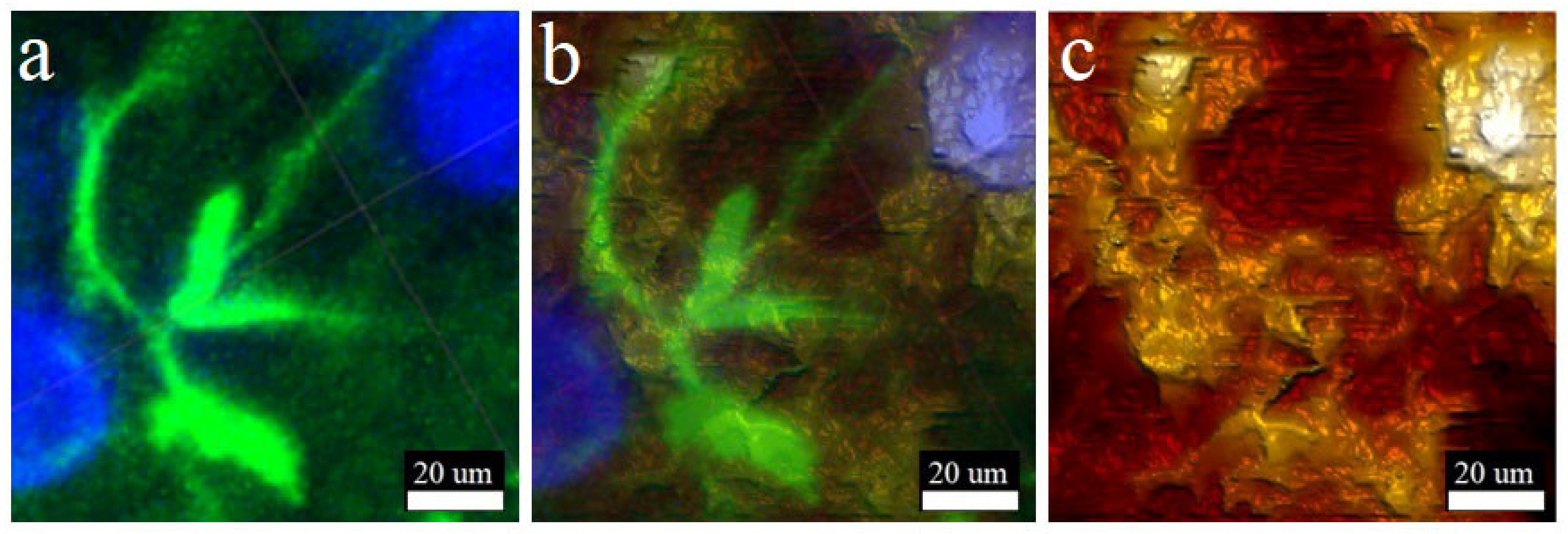 Biomedicines 10 01742 g006 Biomedicines 10 01742 g006