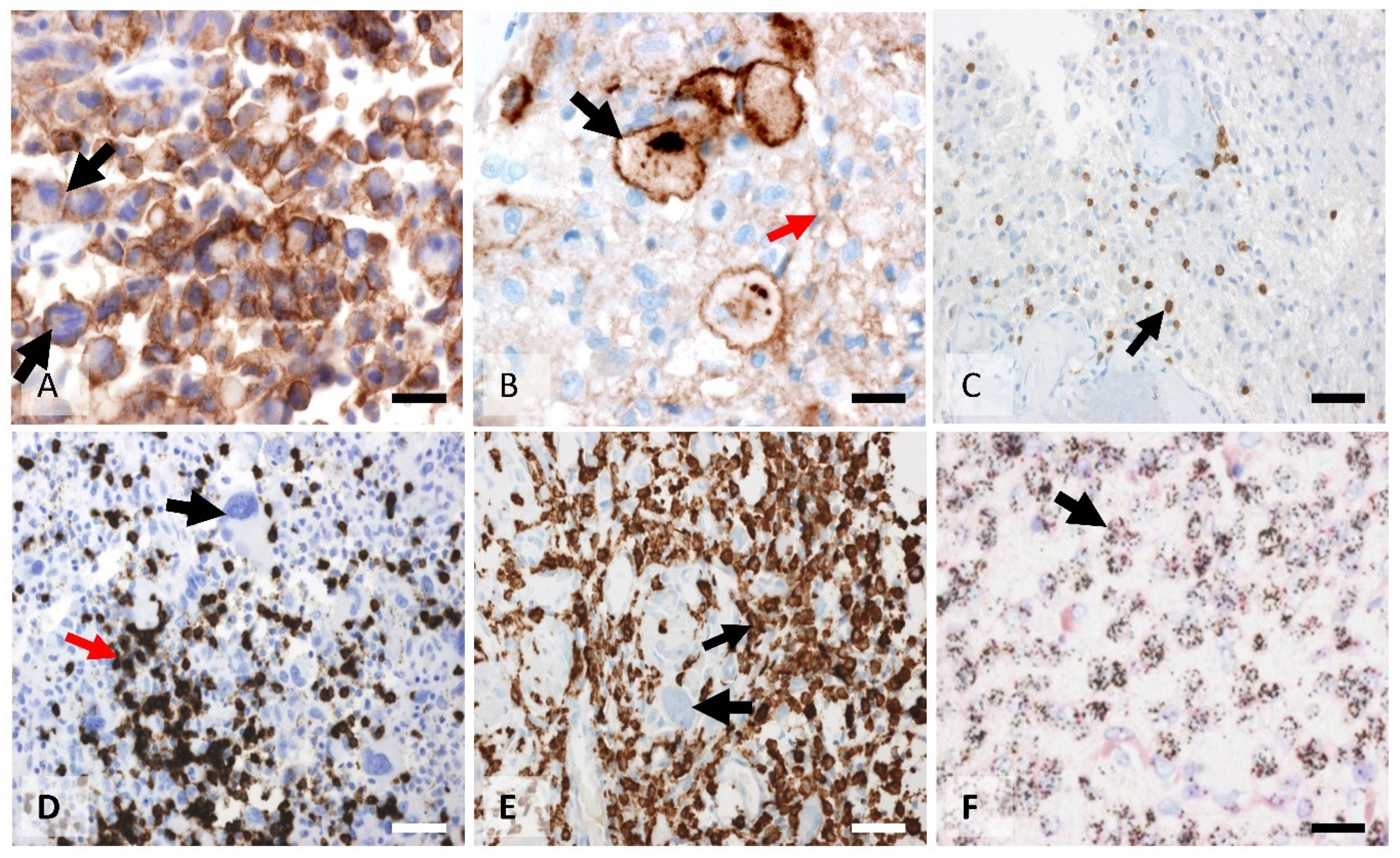 Biomedicines 10 01753 g004
