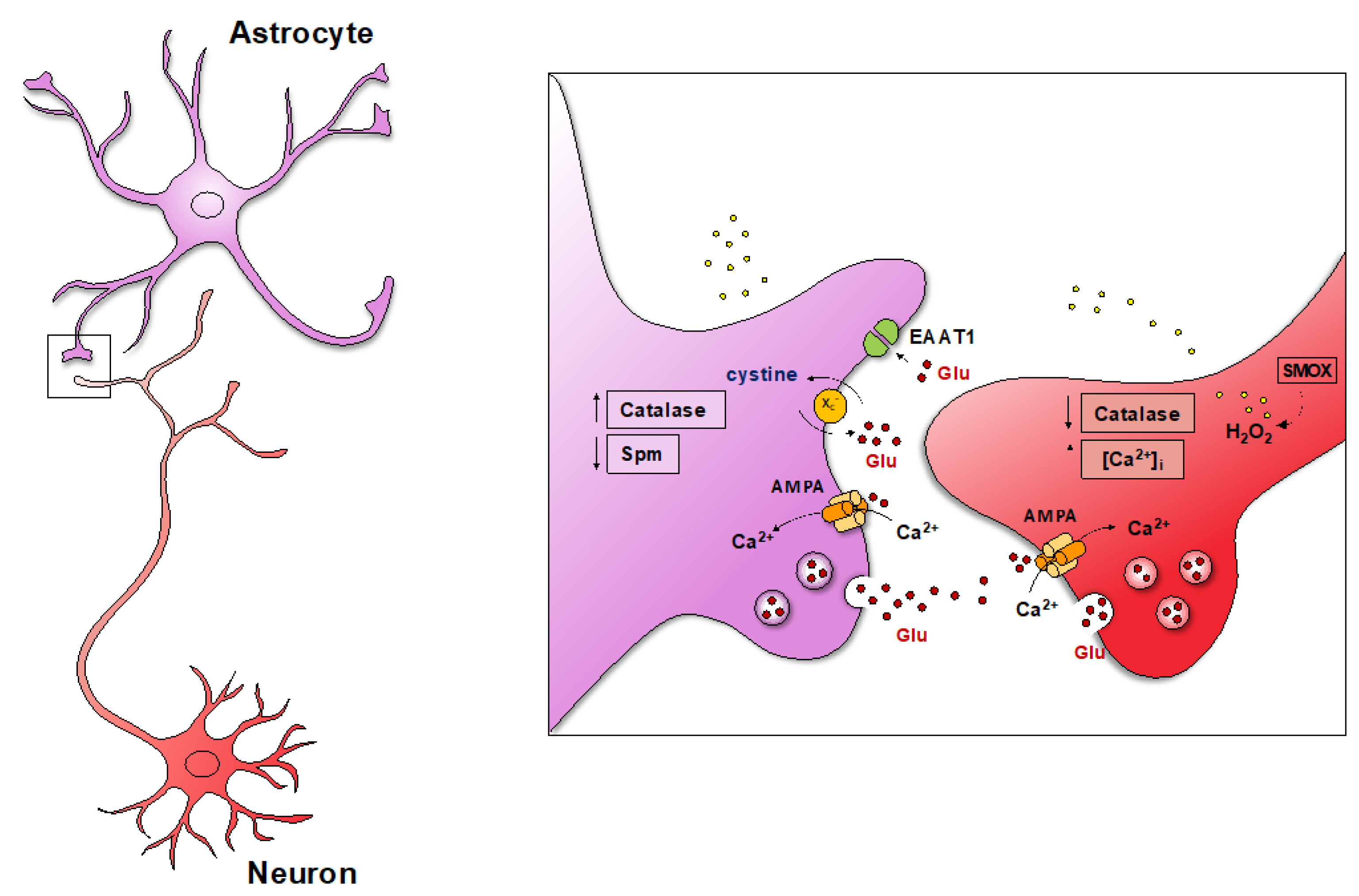 Biomedicines 10 01756 g004