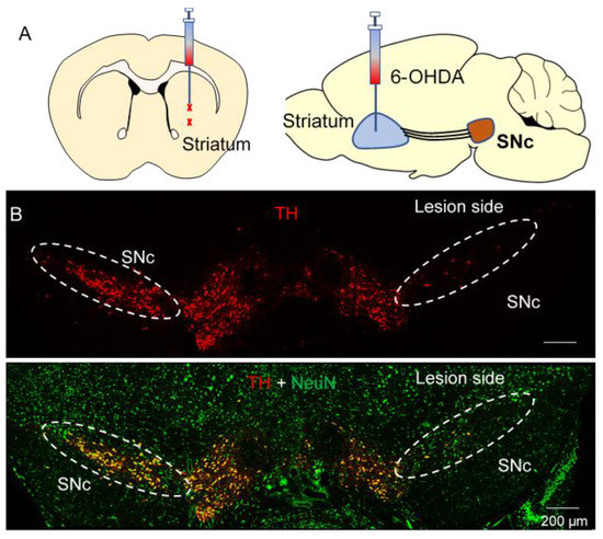 CB2 Agonist GW842166x Protected against 6-OHDA-Induced