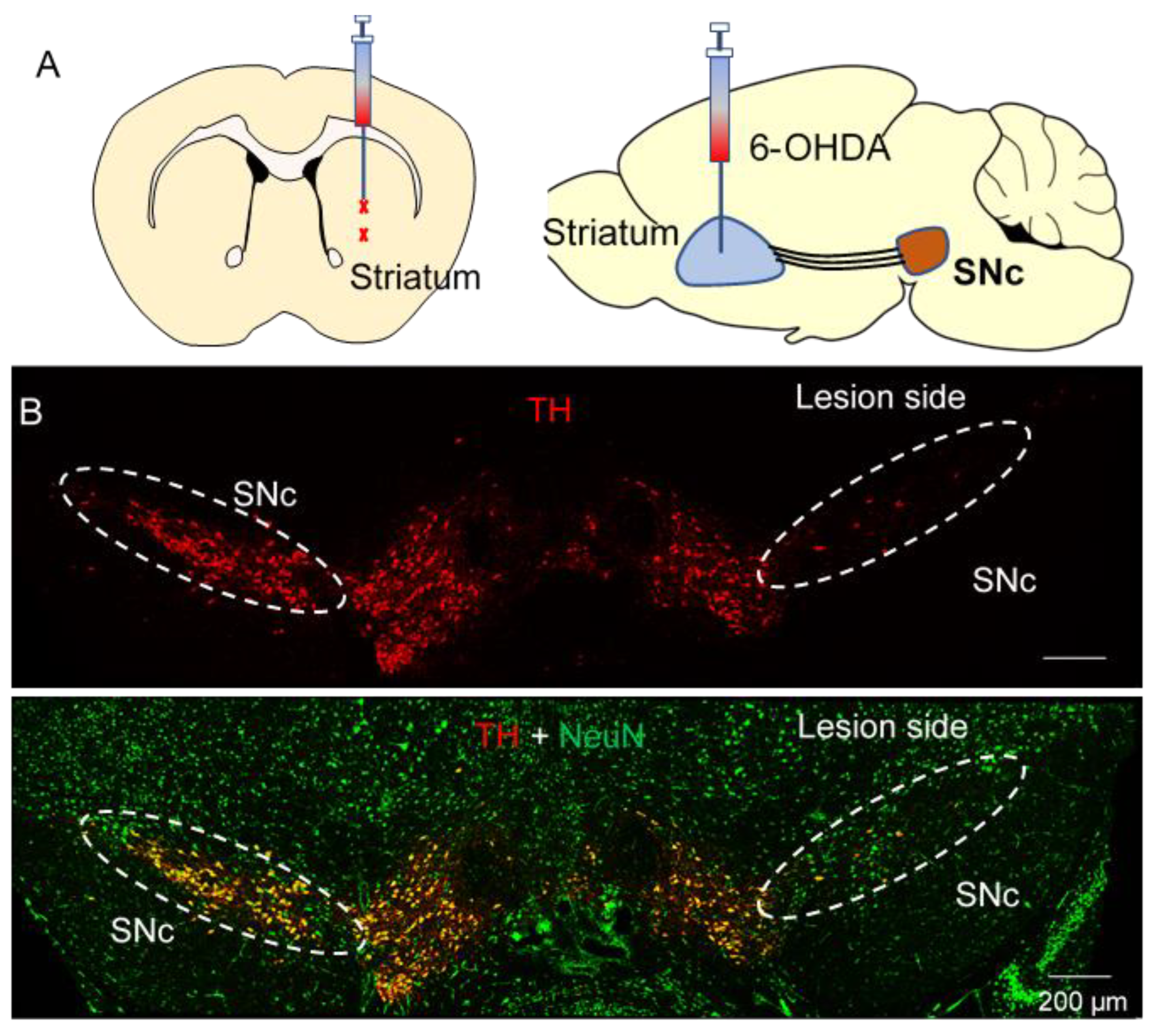 CB2 Agonist GW842166x Protected against 6-OHDA-Induced CB2 Agonist GW842166x Protected against 6-OHDA-Induced
