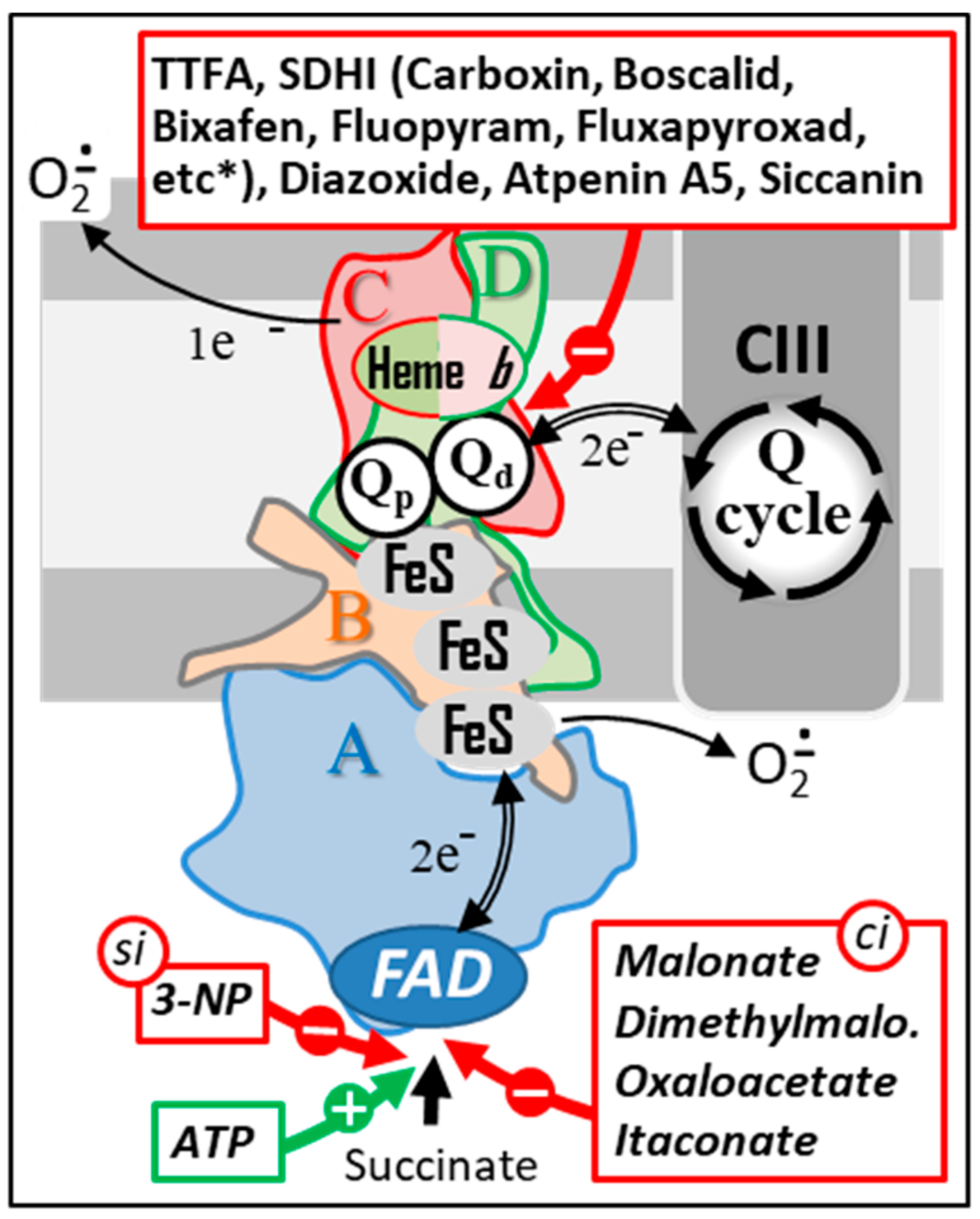 Biomedicines 10 01788 g005