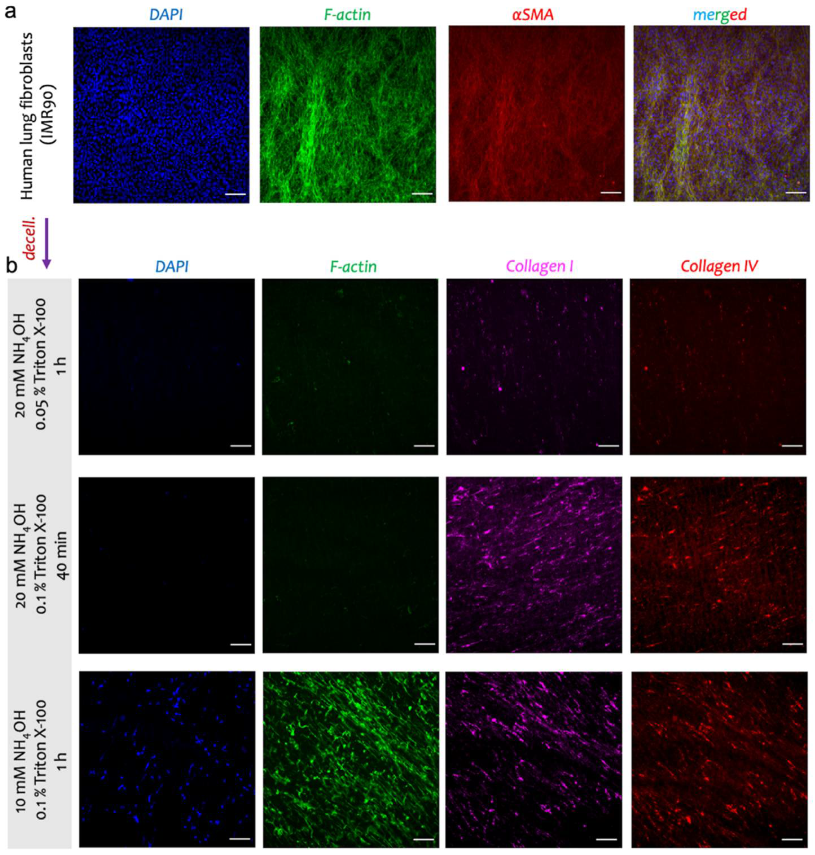 Biomedicines 10 01791 g003 550