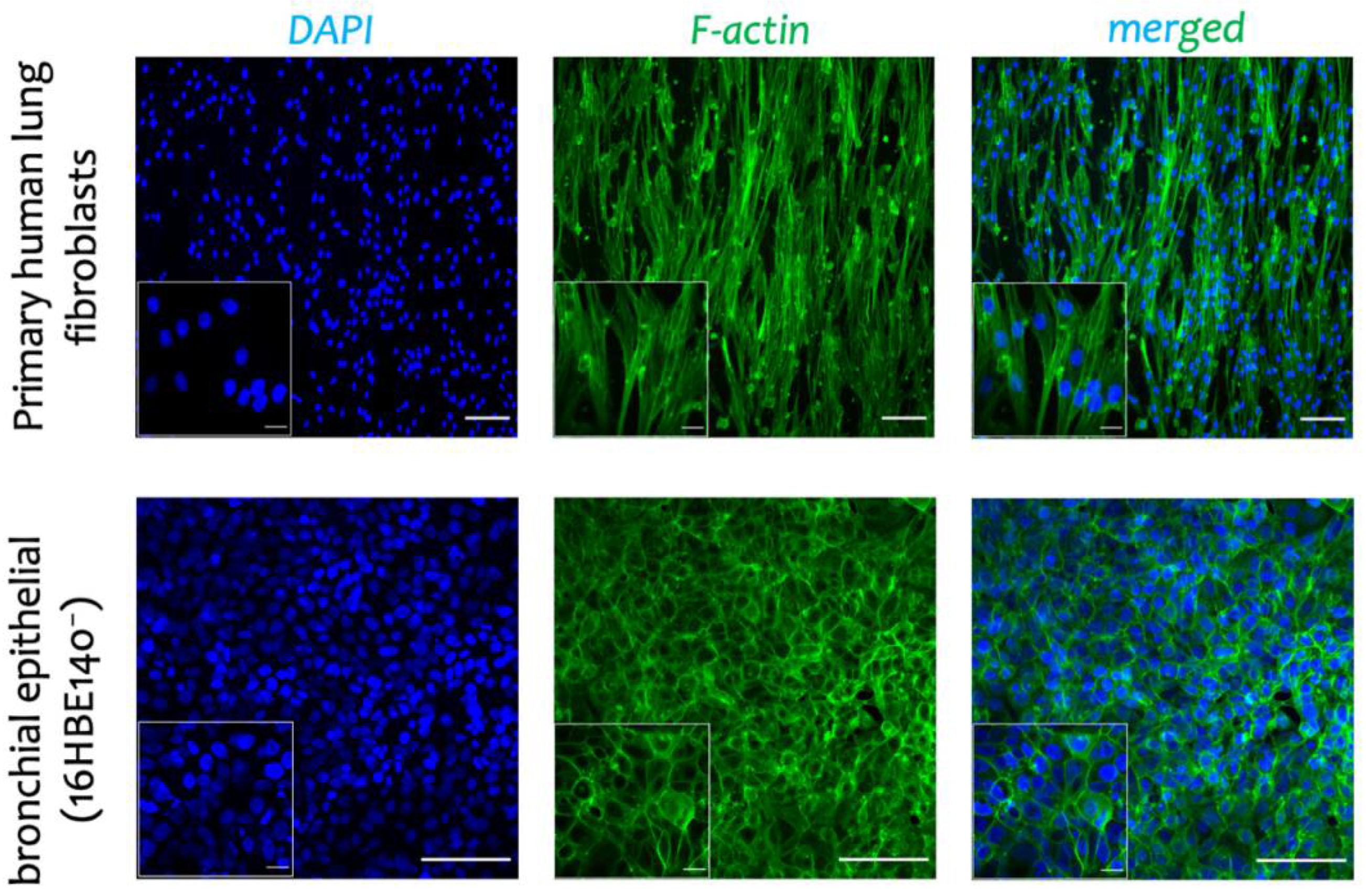 Biomedicines 10 01791 g005 550