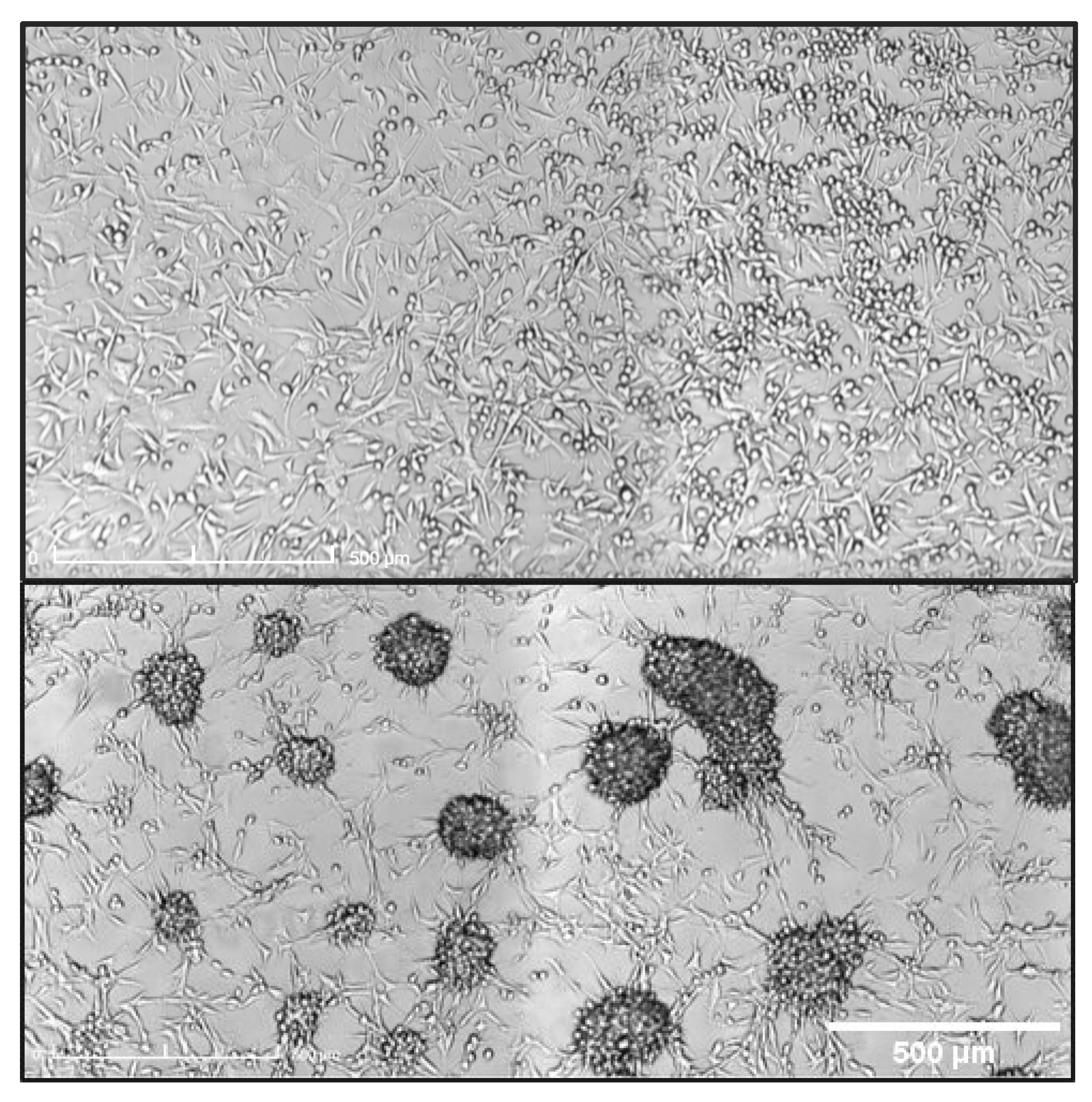 Biomedicines 10 01796 g0a2