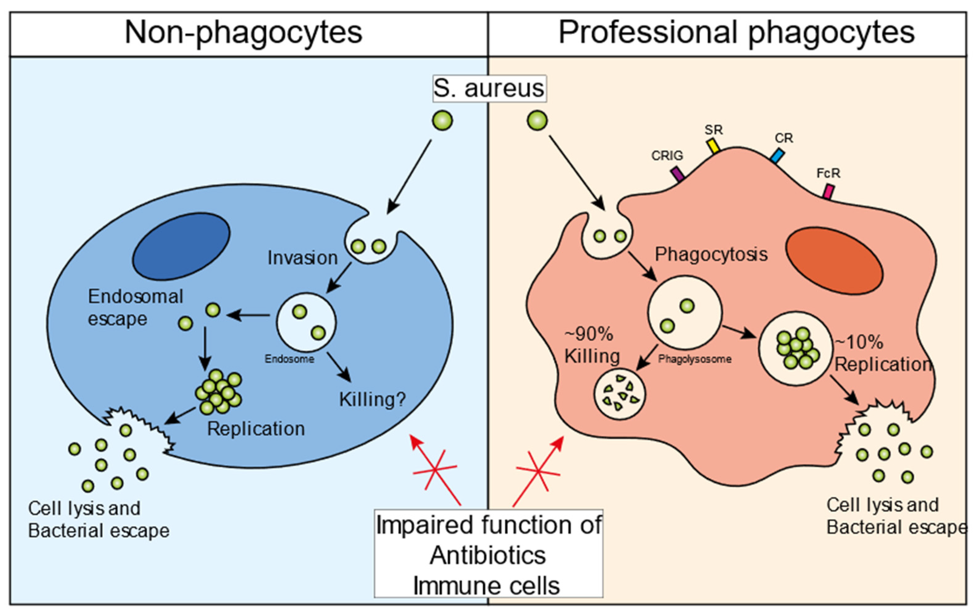 ESA - Staphylococcus aureus (MRSA) bacteria