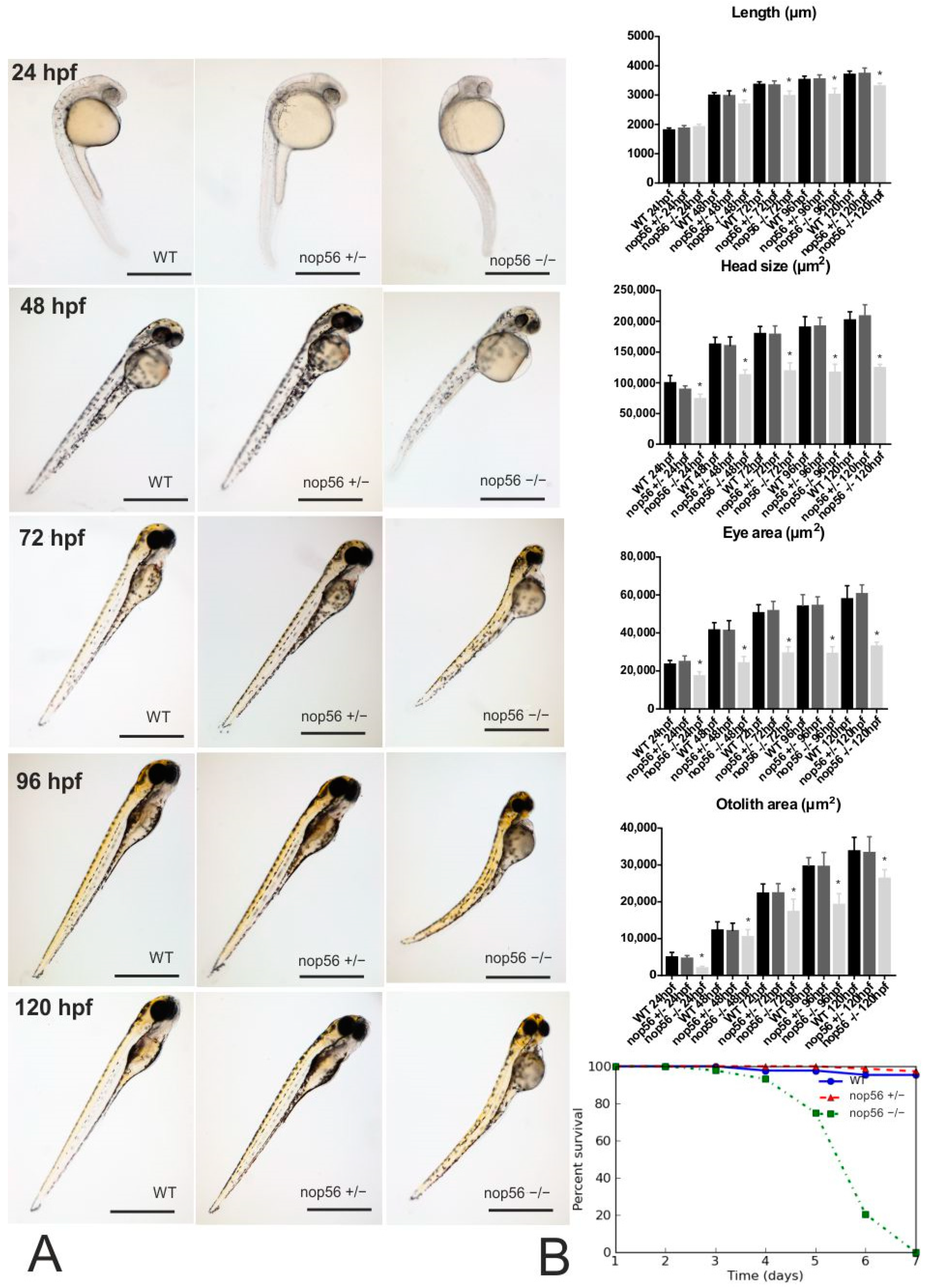 Biomedicines 10 01814 g001