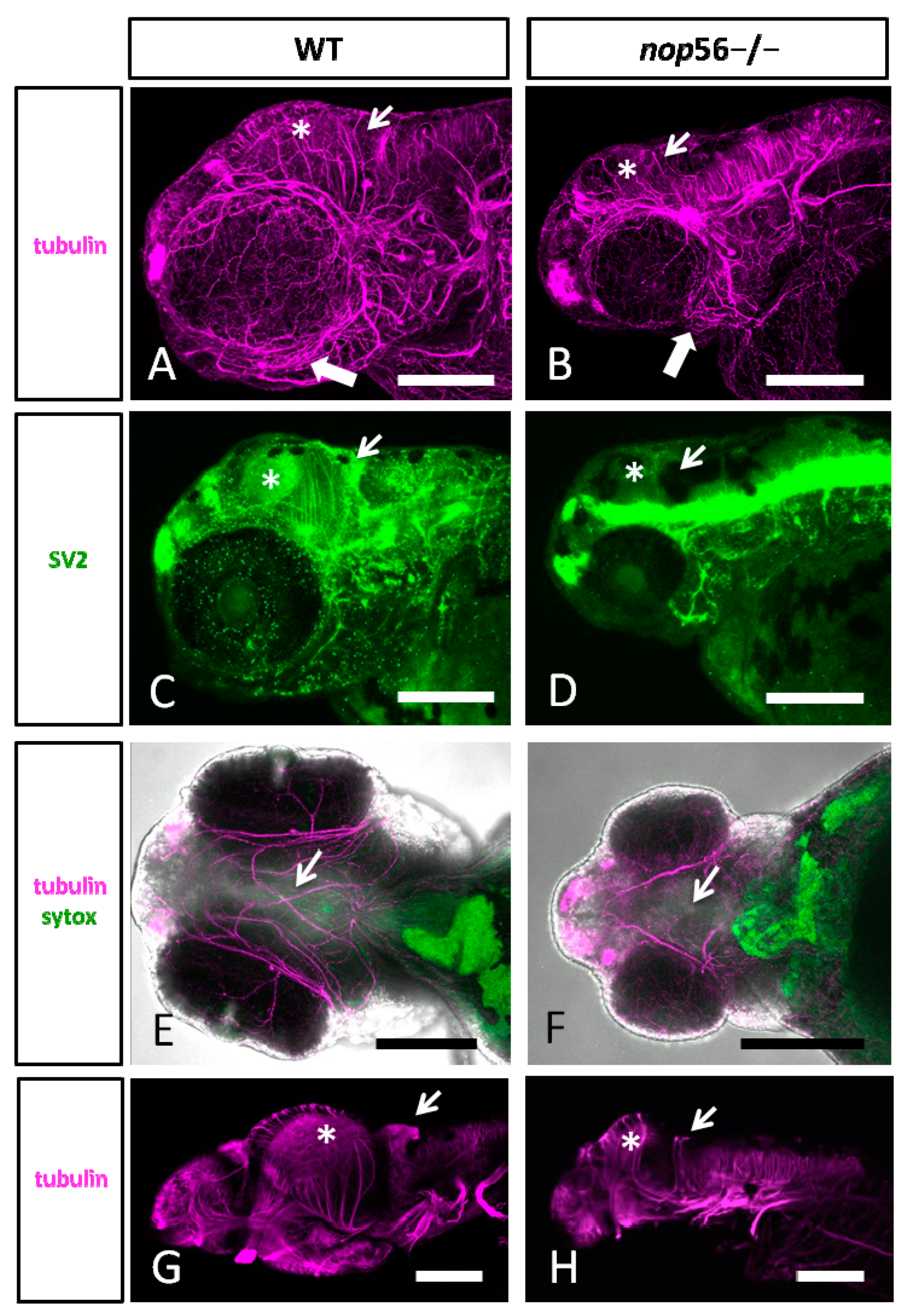 Biomedicines 10 01814 g004