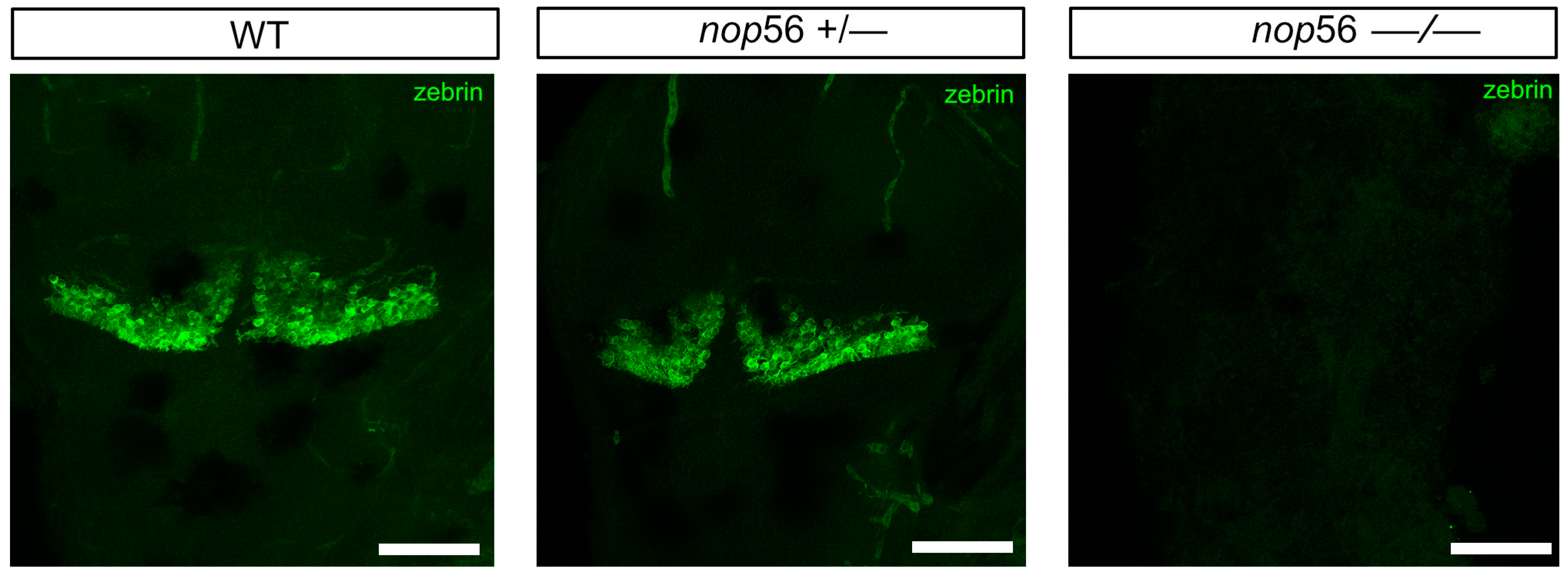 Biomedicines 10 01814 g005