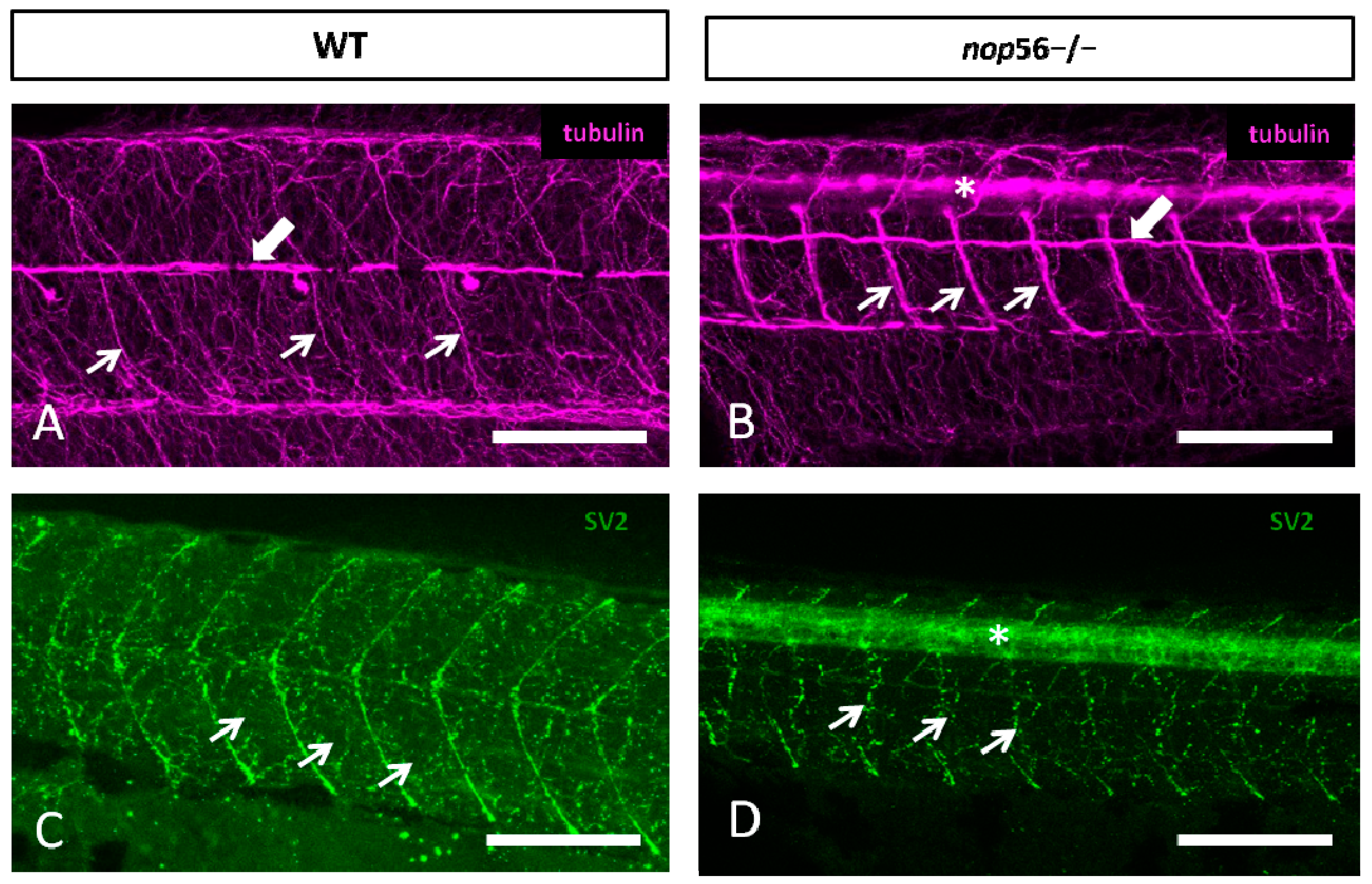 Biomedicines 10 01814 g006