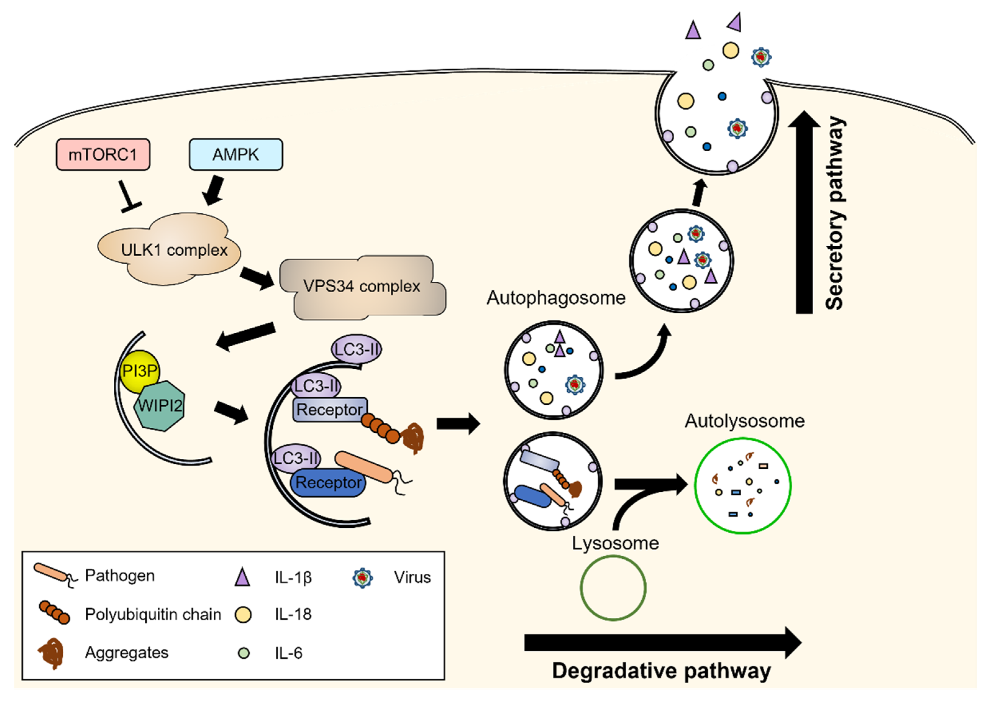 Biomedicines 10 01817 g001 550