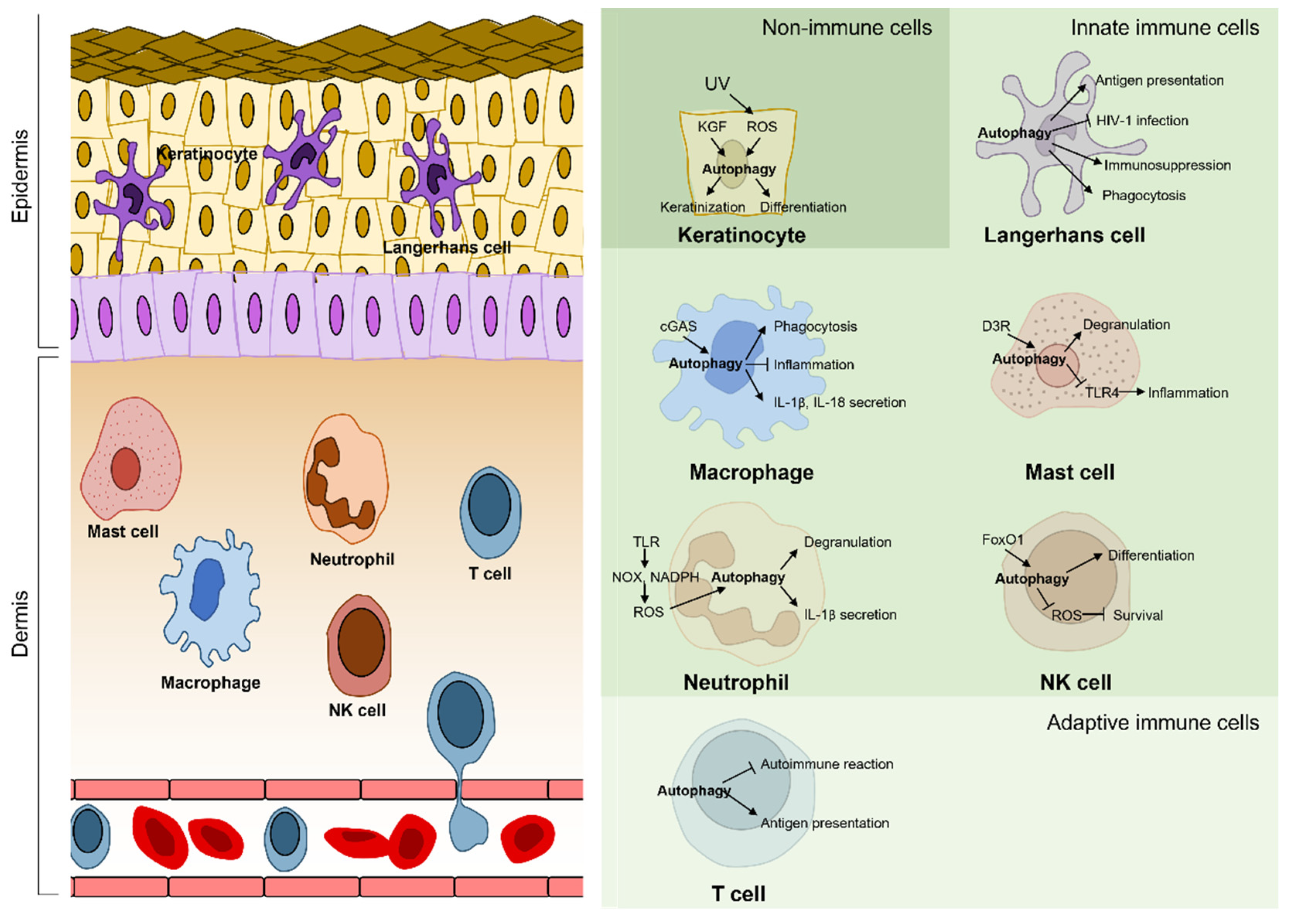 Biomedicines 10 01817 g002 550