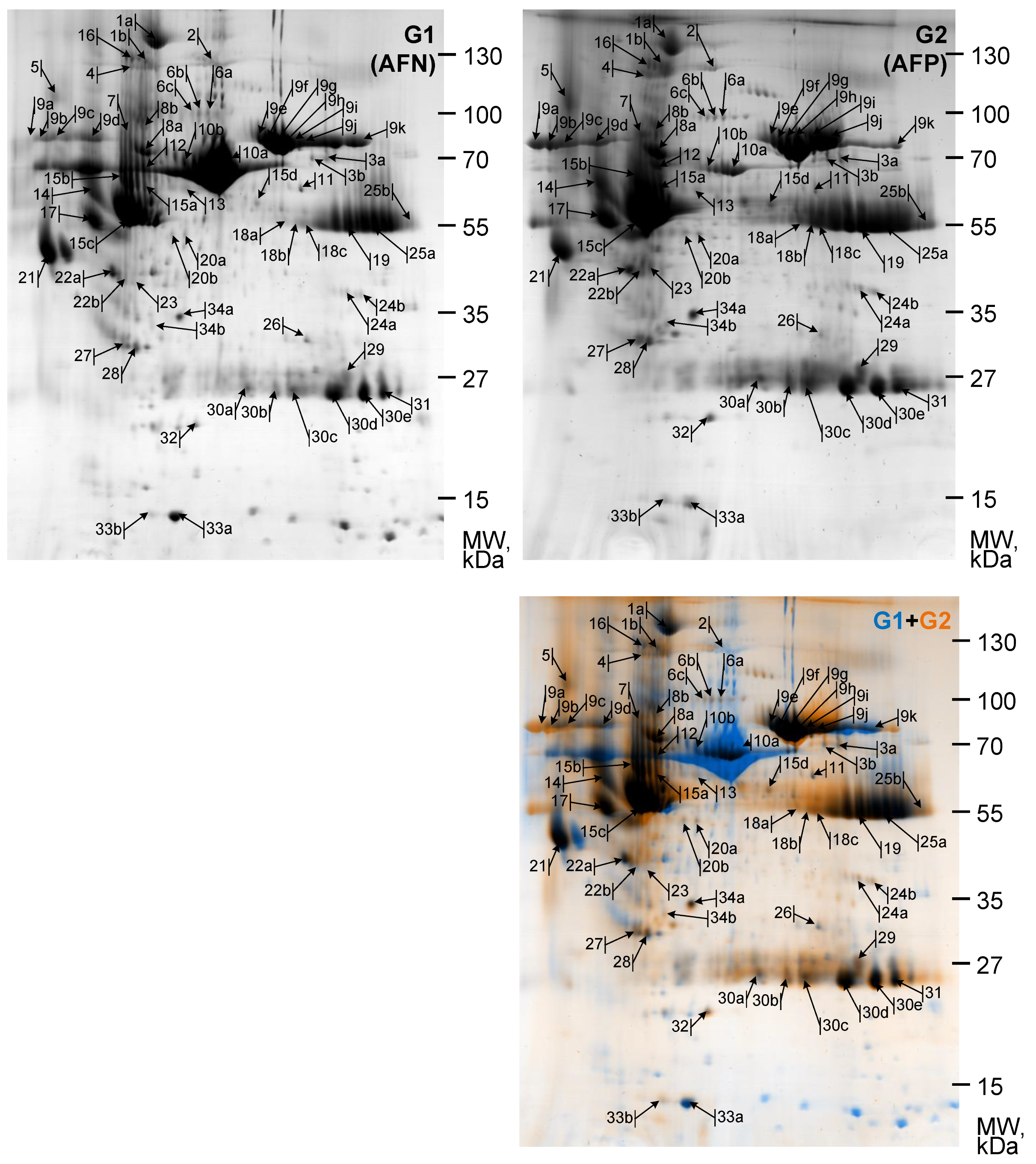 Biomedicines 10 01821 g001 Biomedicines 10 01821 g001