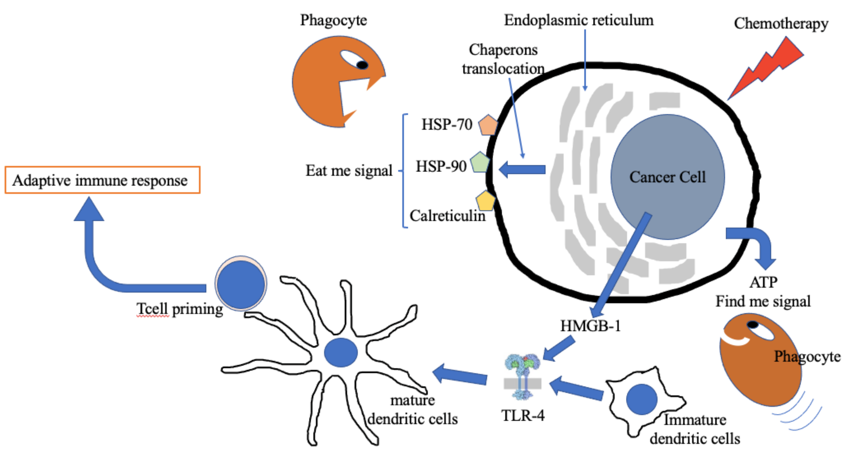 Does Your Immune System Return To Normal After Chemo Biomedicines | Free Full-Text | How Chemotherapy Affects the Tumor