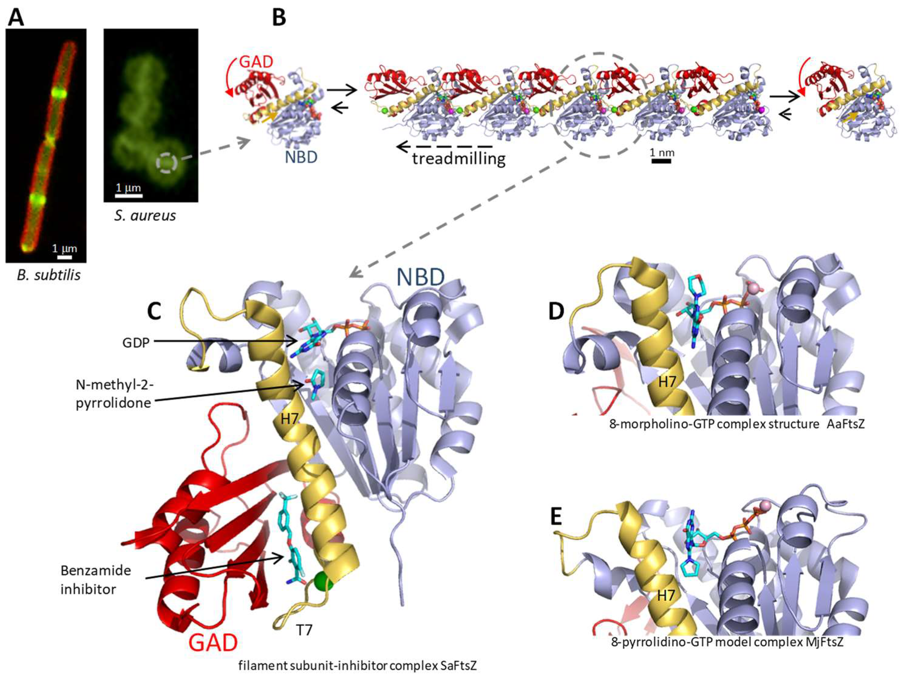 Biomedicines 10 01825 g001 Biomedicines 10 01825 g001