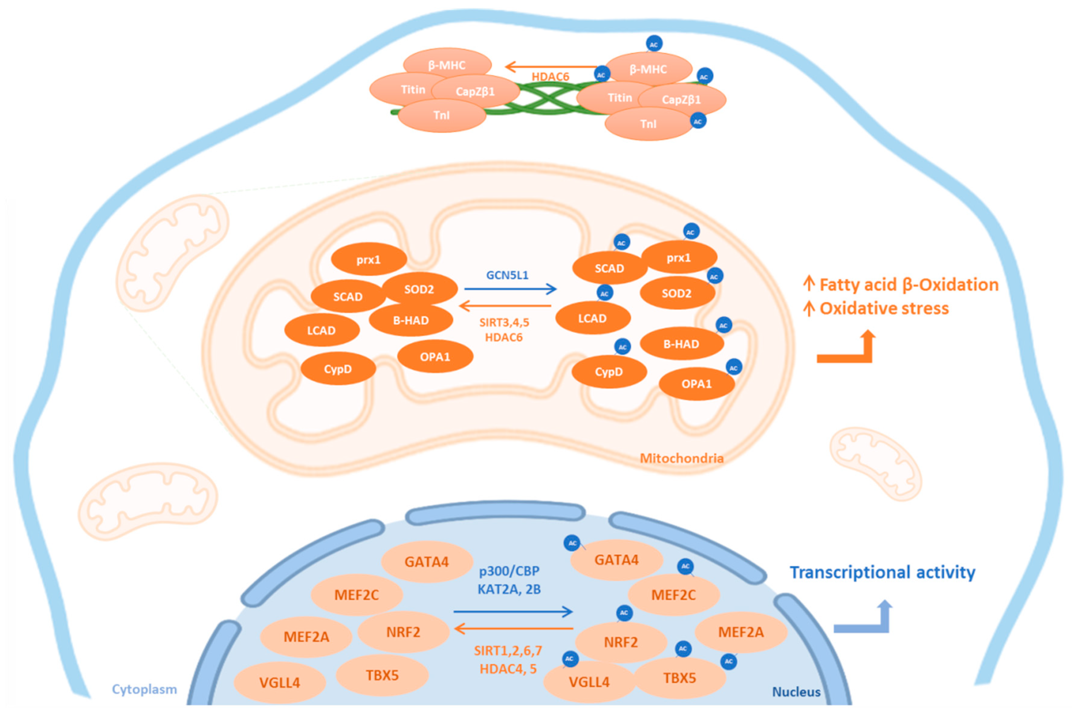 Biomedicines 10 01834 g001