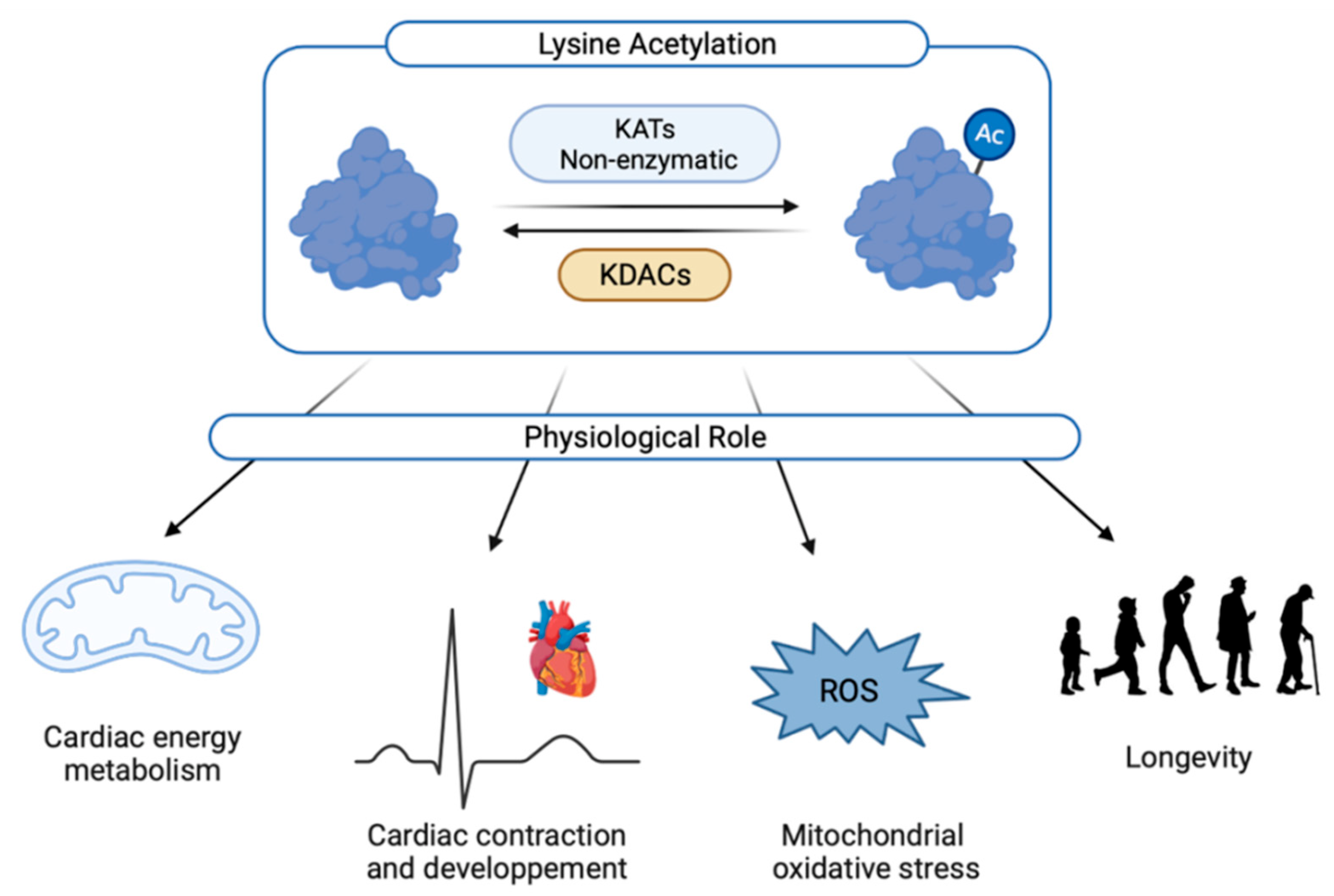 Biomedicines 10 01834 g002